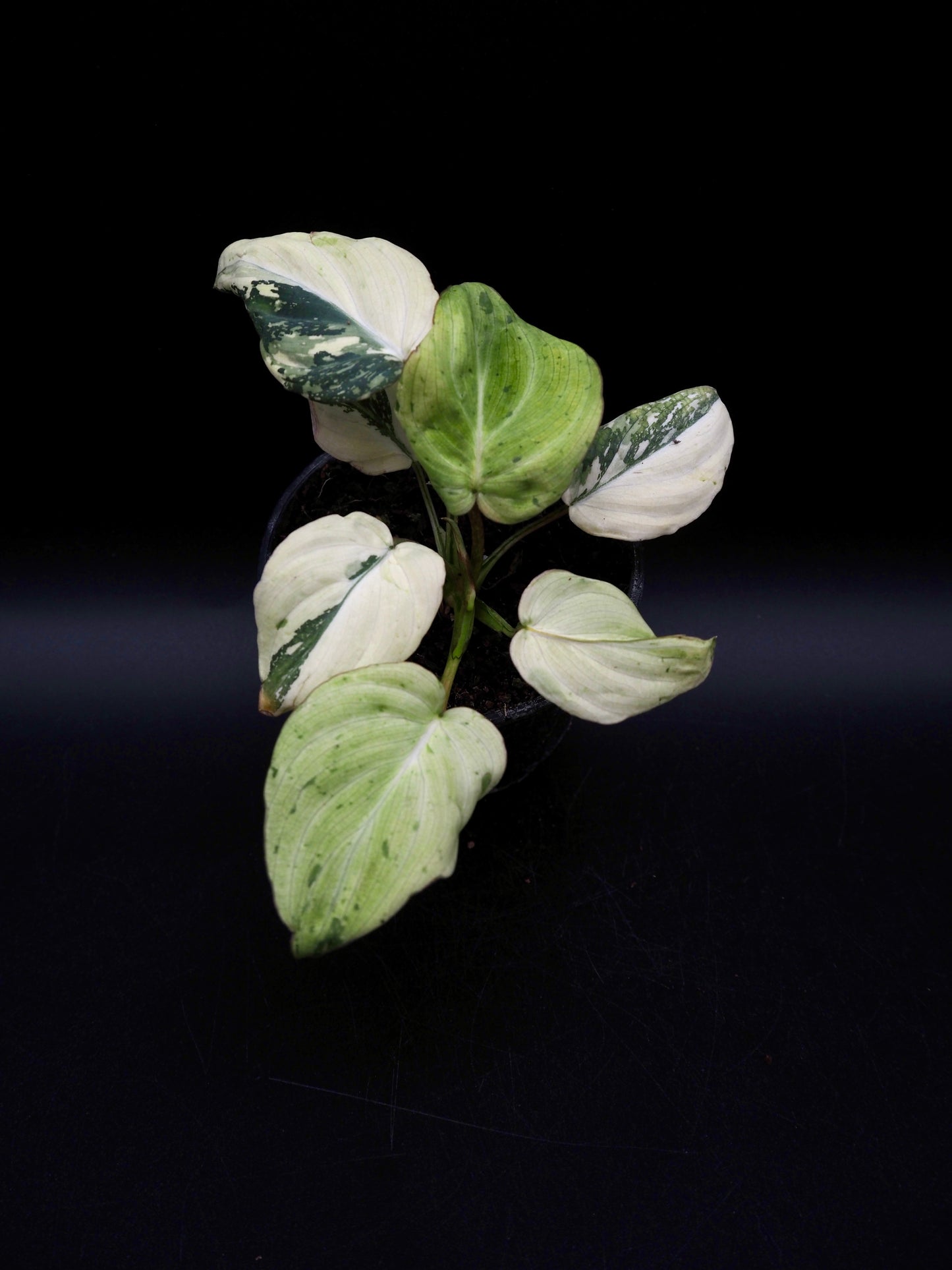 Philodendron Gloriosum Tricolor