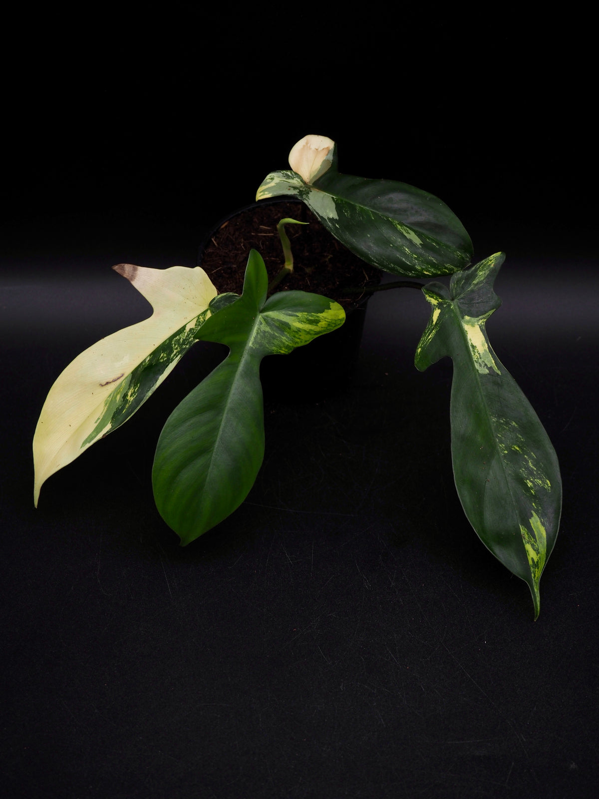 Philodendron Florida Beauty