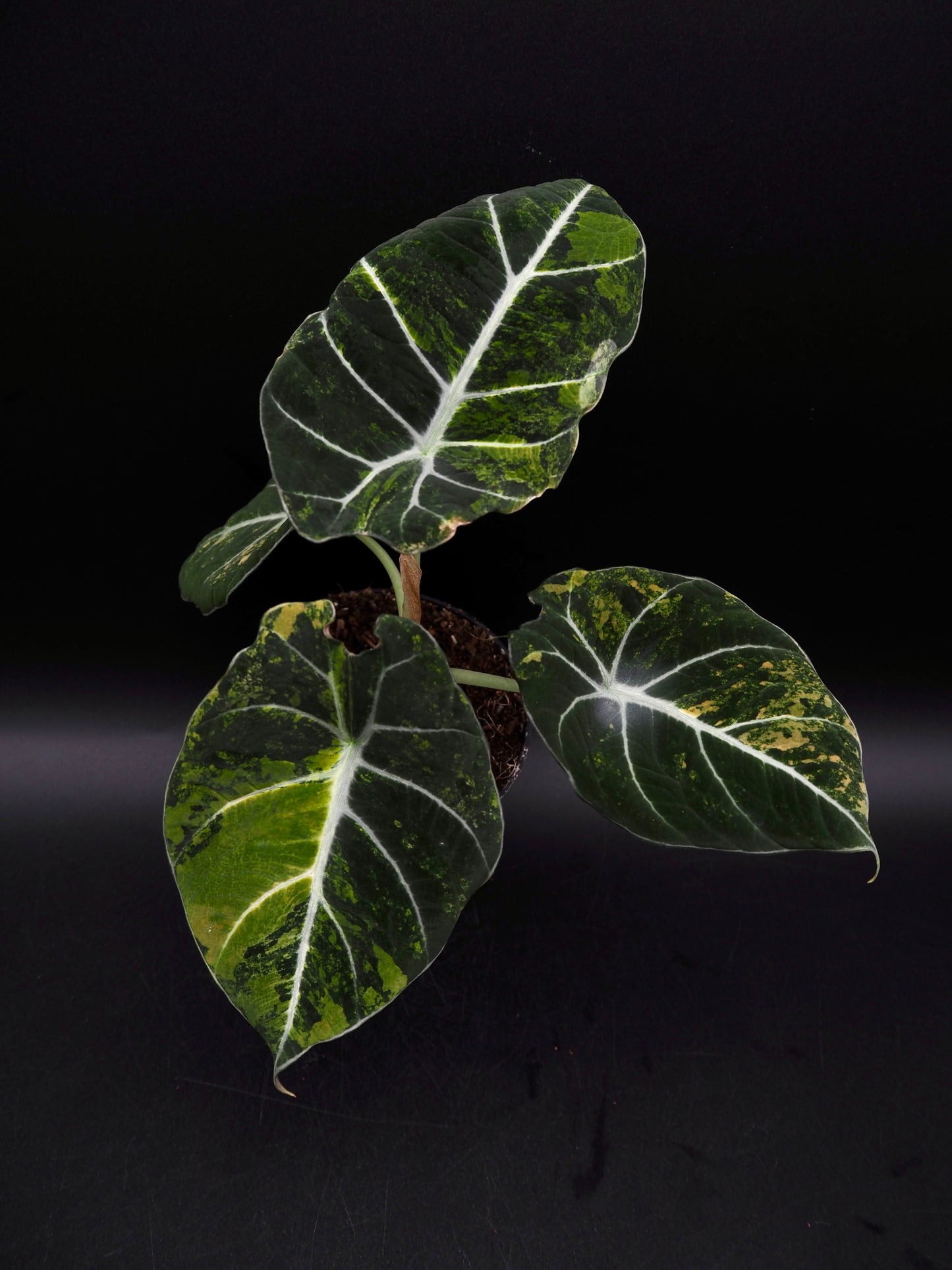 Alocasia Black Velvet Gold