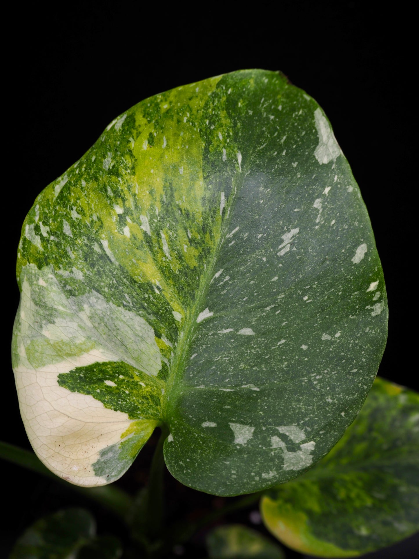 Monstera Thai Constellation Miracle Tricolor