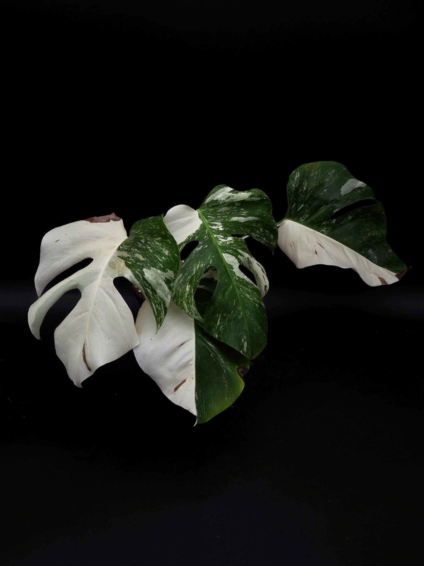 Monstera Borsigiana Albo Variegata