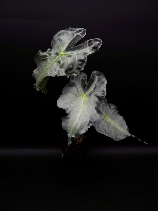 Venin d'Alocasia