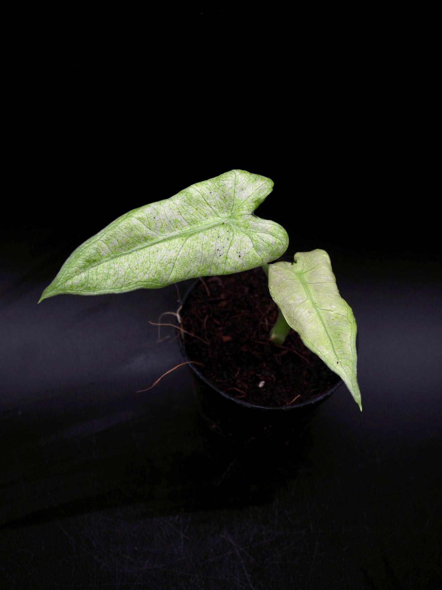 Alocasia Frydek Mint