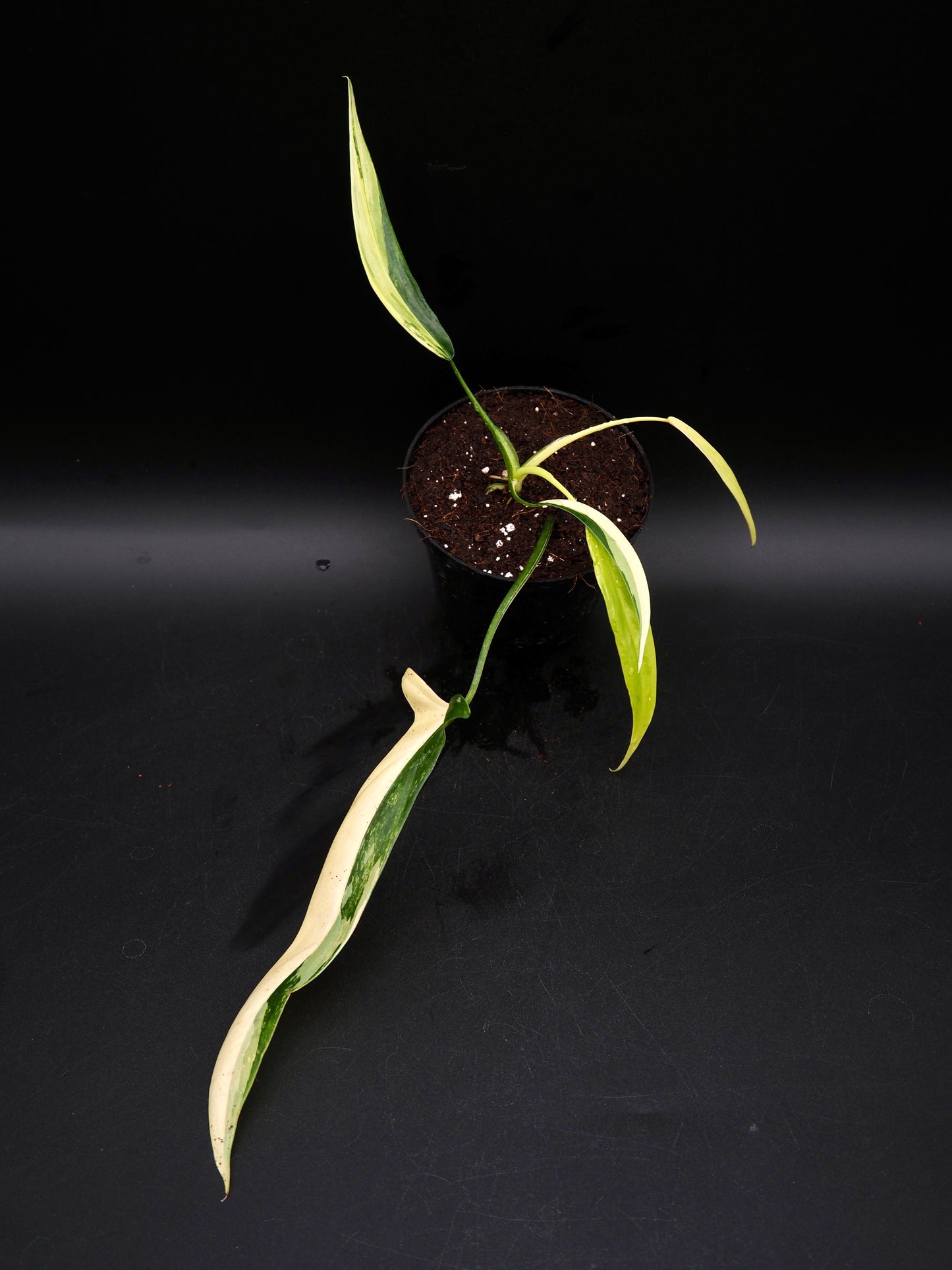 Philodendron Holtonianum Aurea