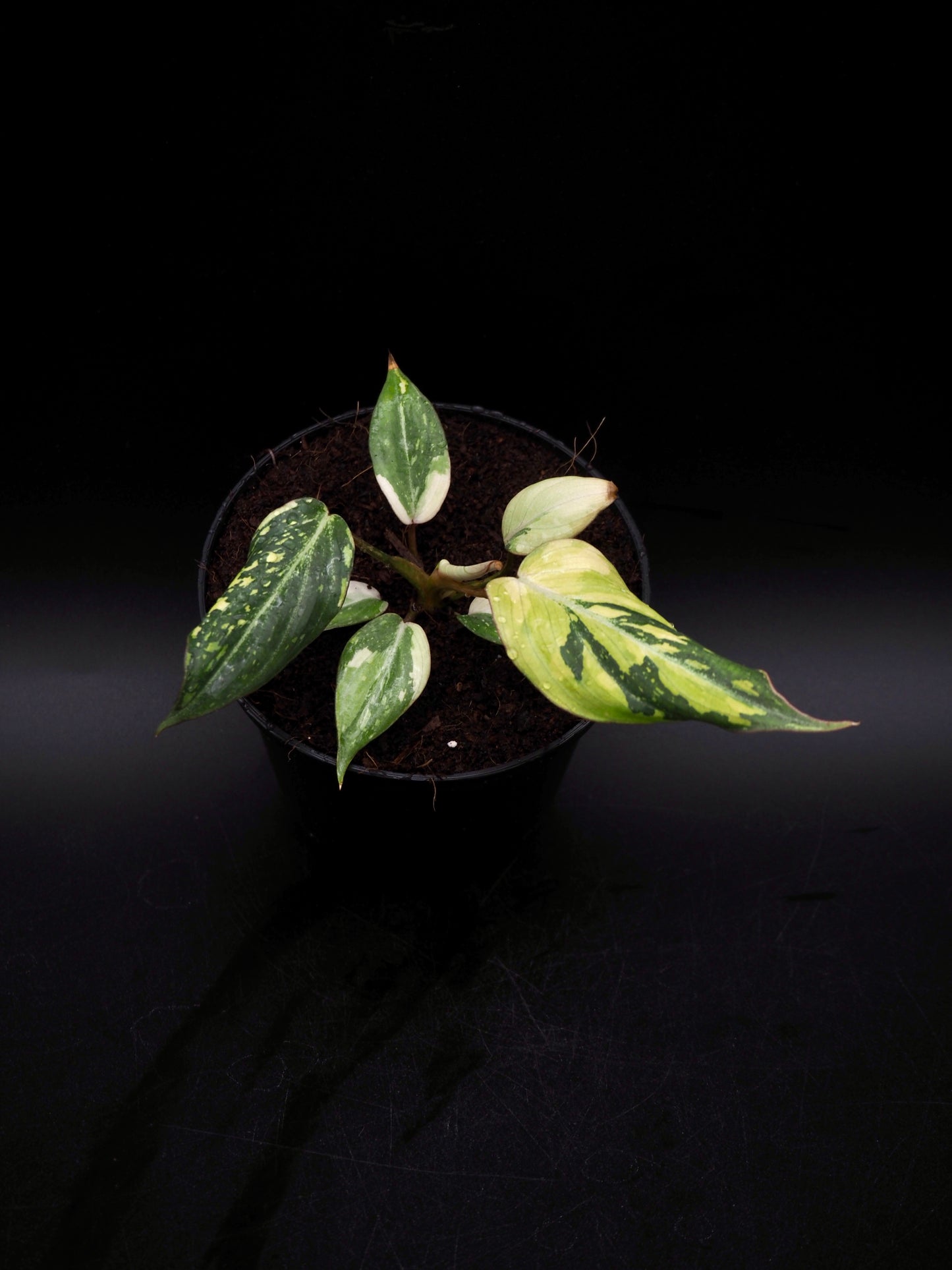 Philodendron Gloriosum Tricolor