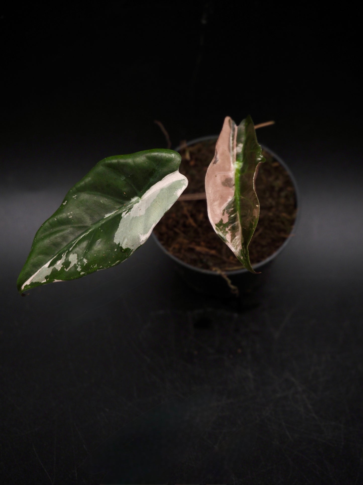 Alocasia Chantrieri Pink