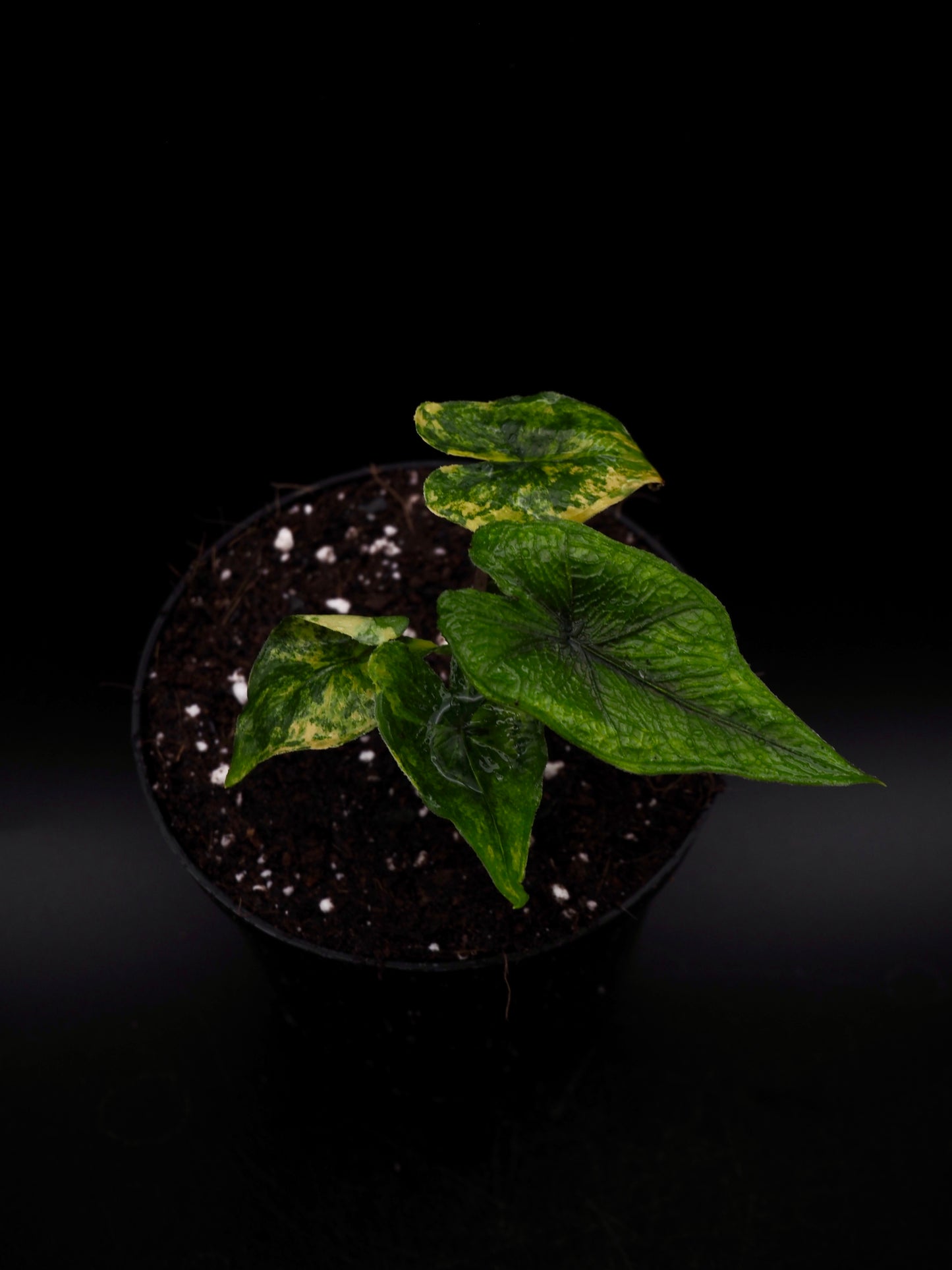 Alocasia Jacklyn Aurea Variegata