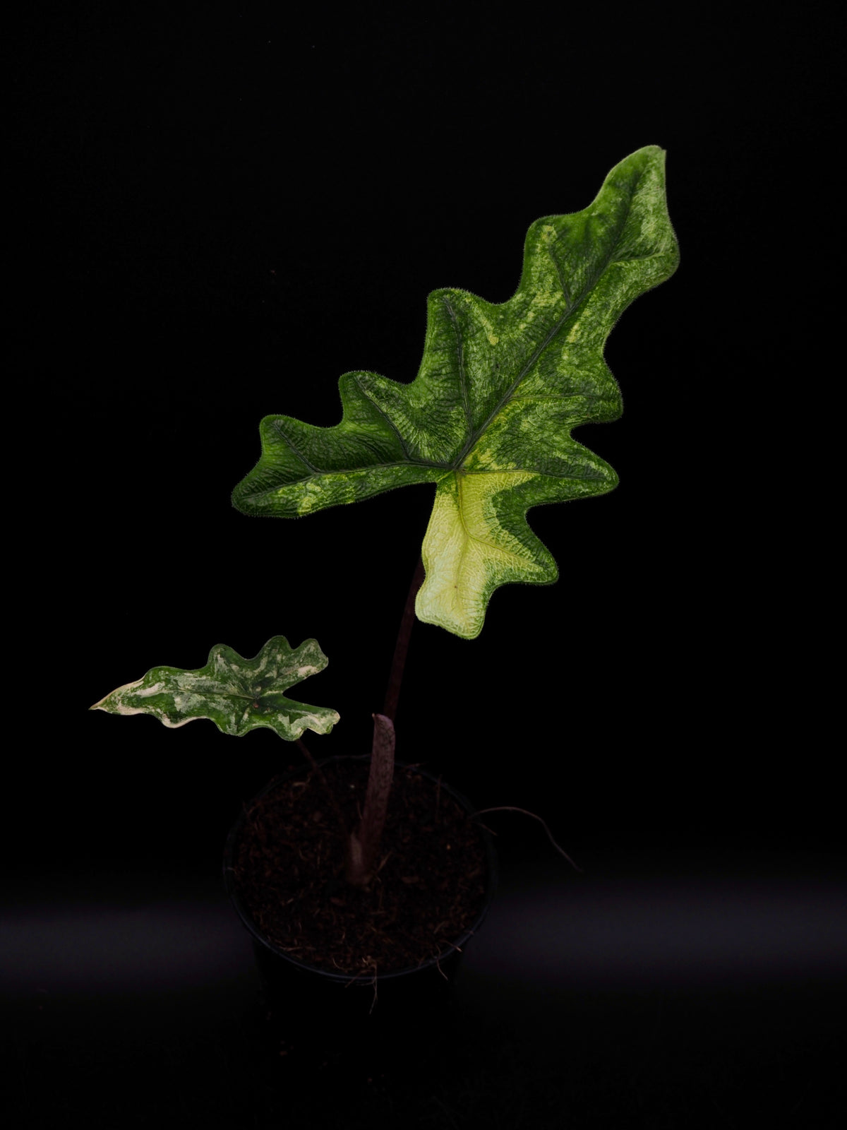 Alocasia Jacklyn Aurea Variegata