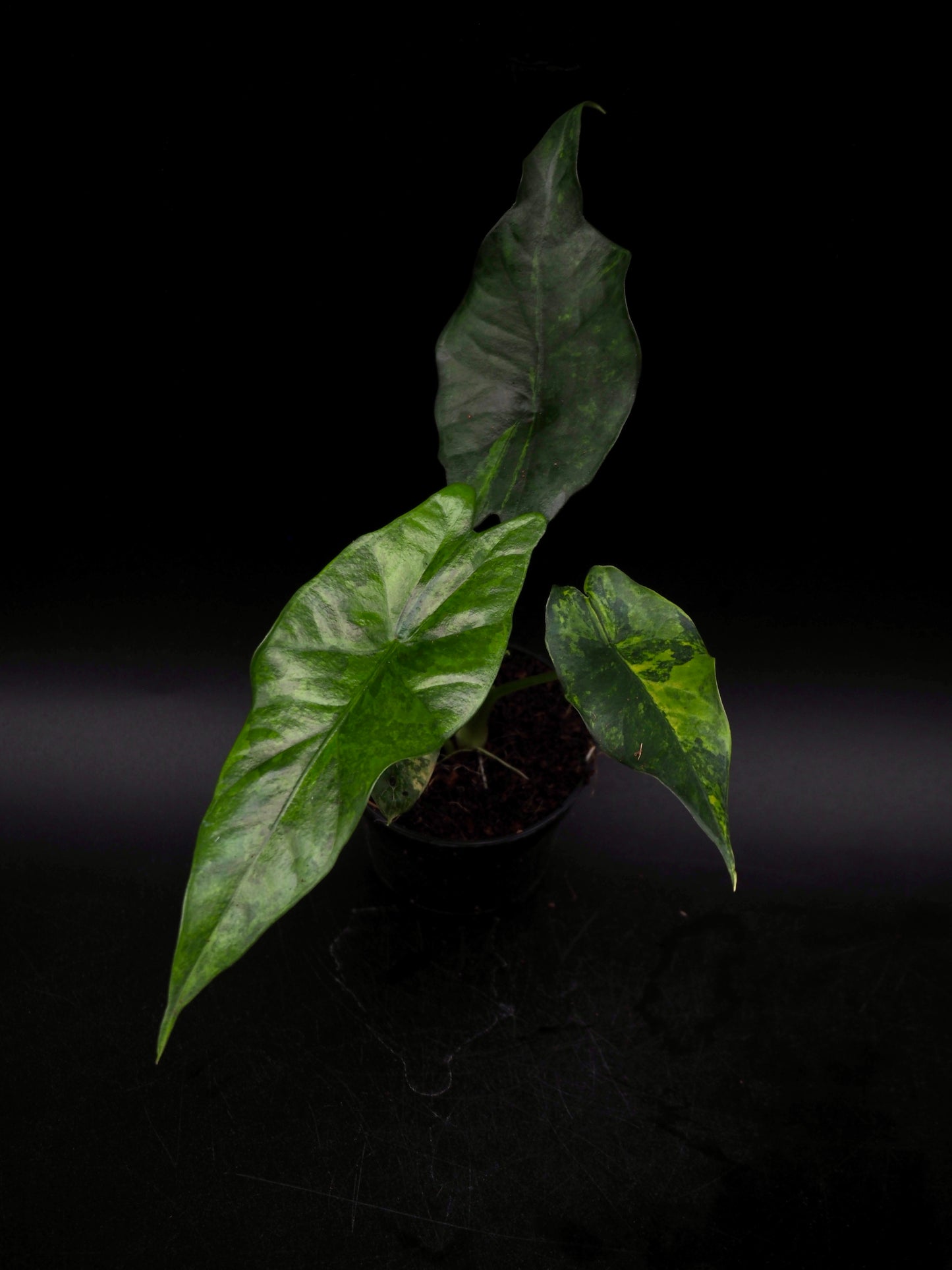 Alocasia Simpo Aurea