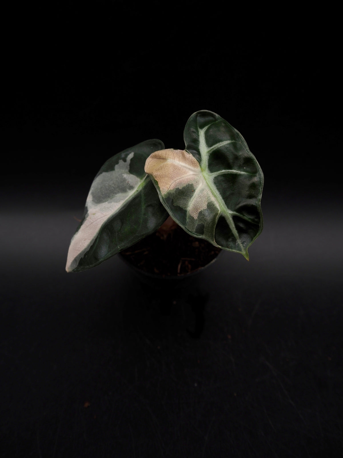 Alocasia Baloon Heart Pink