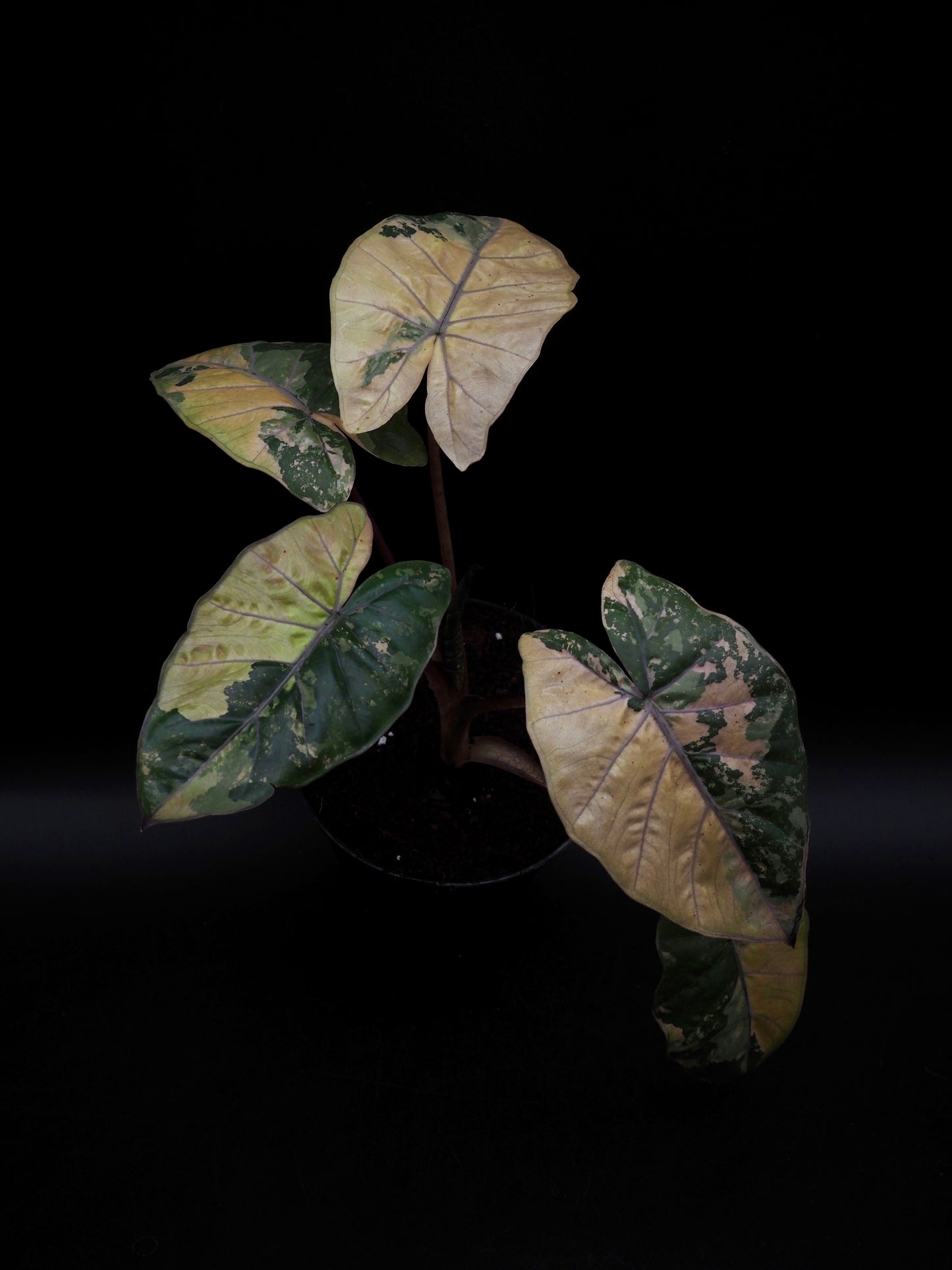 Alocasia Yucatan Princess Pink