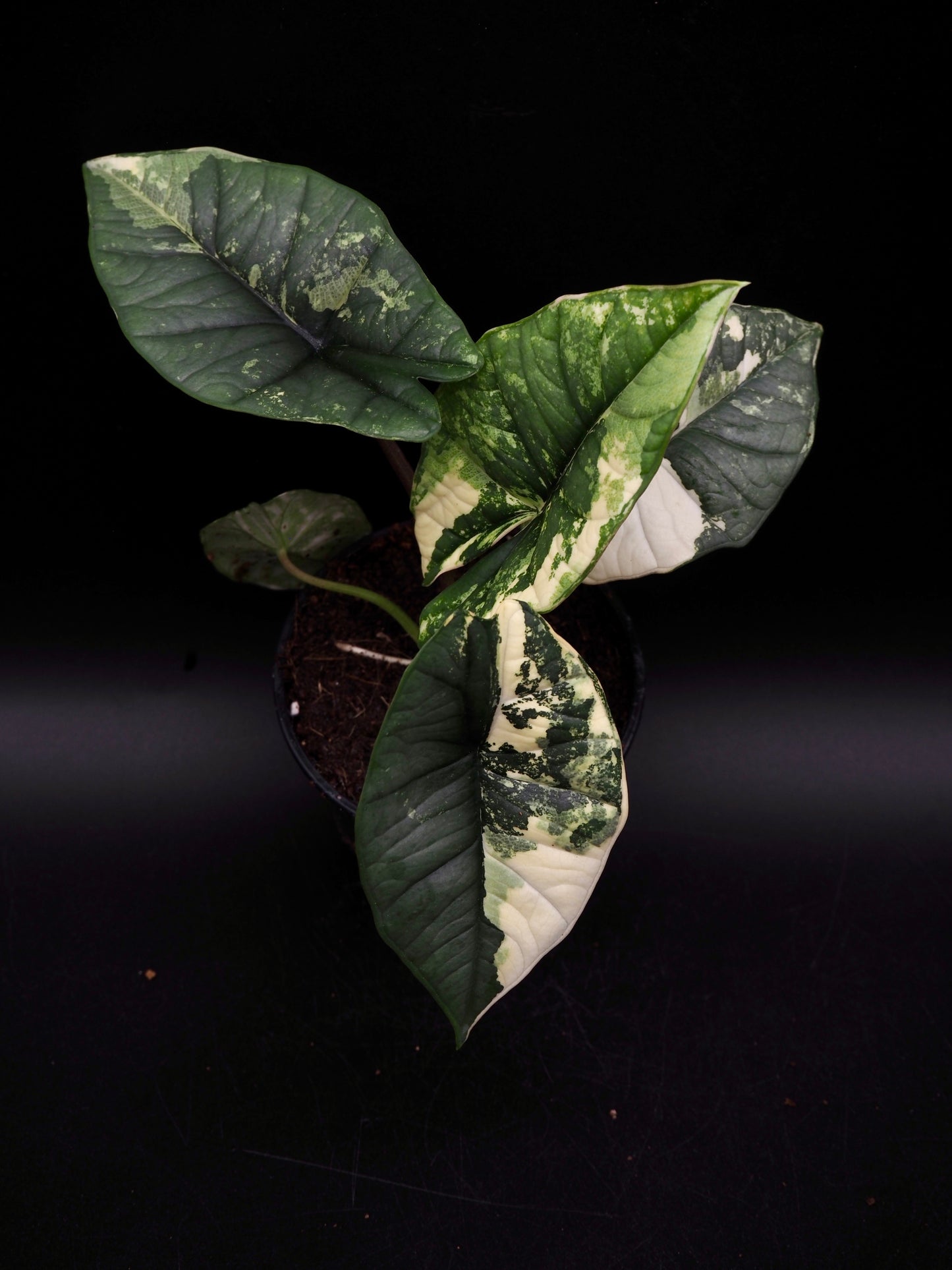 Alocasia Platinum Albo