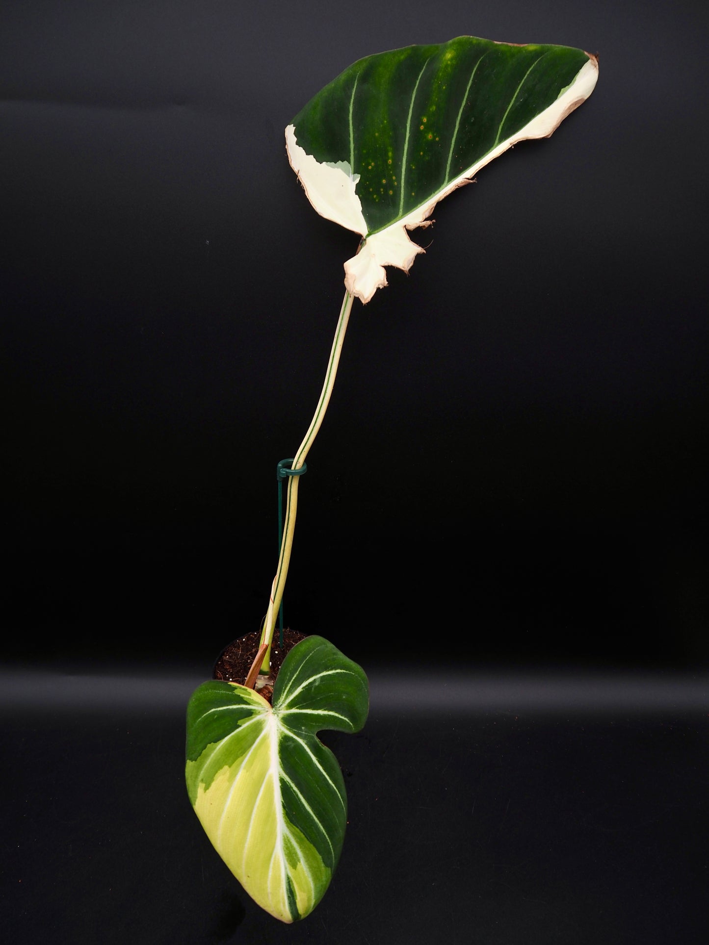 Philodendron Gloriosum Albo Variegata