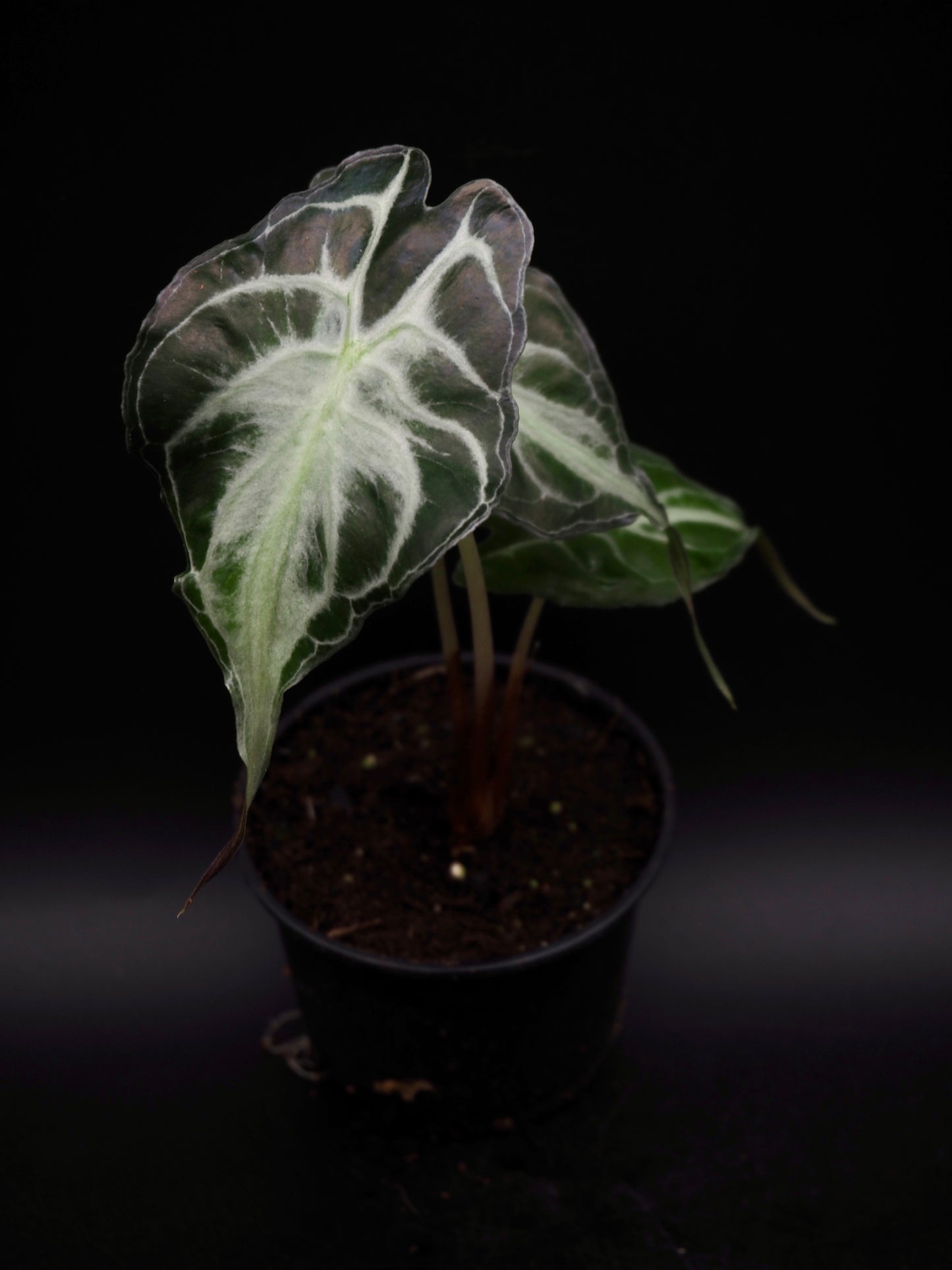 Alocasia Venom S