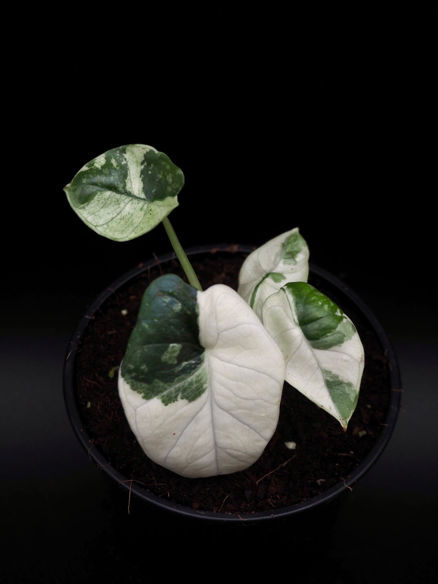 Alocasia Platinum Albo