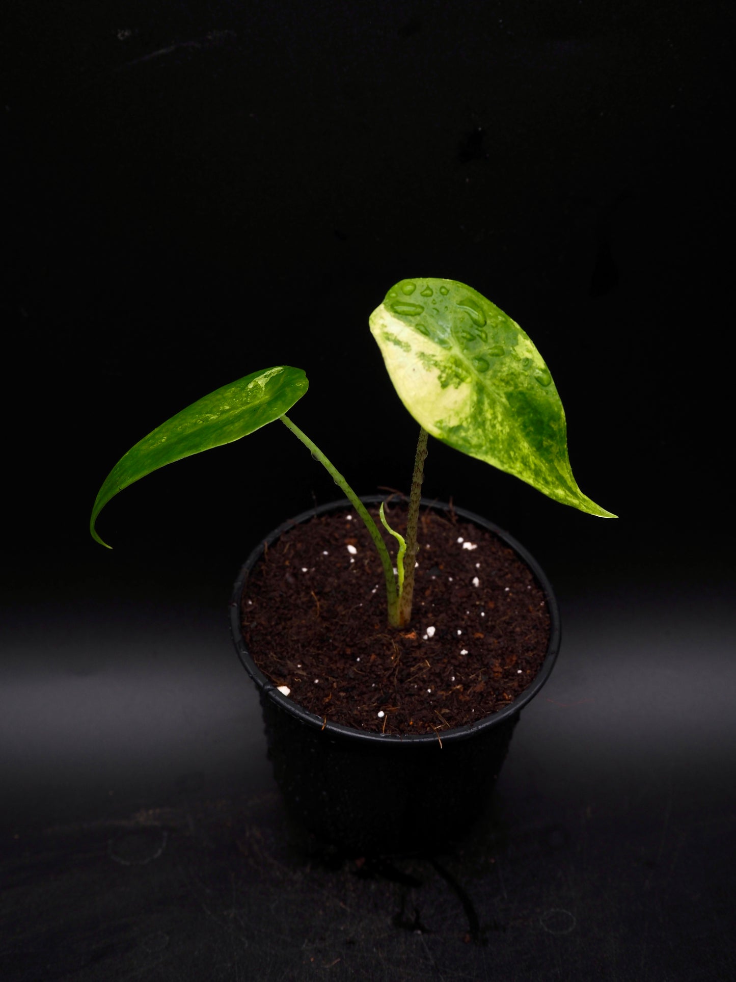 Alocasia Longlioba Albo