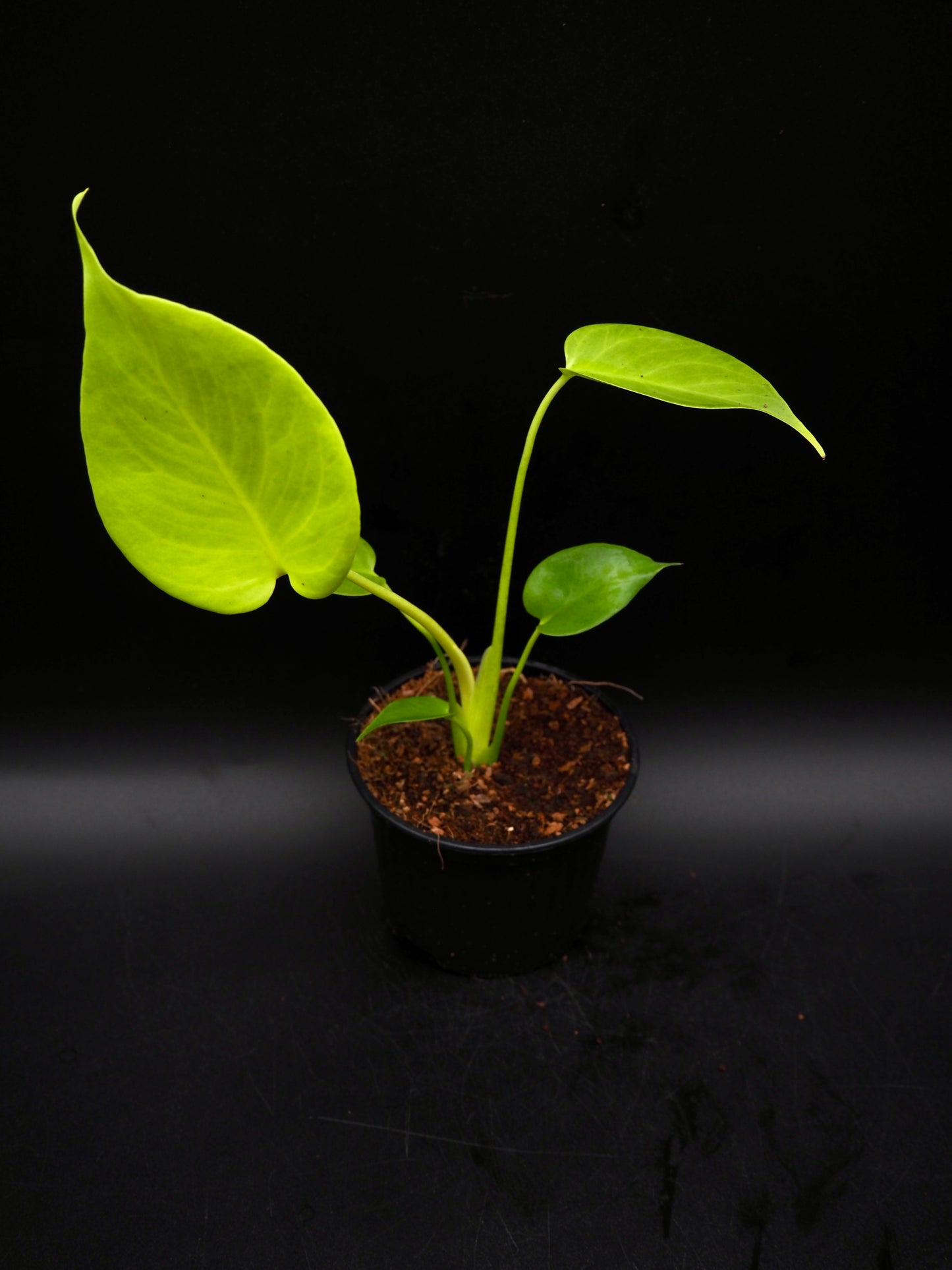 Monstera Citron Vert