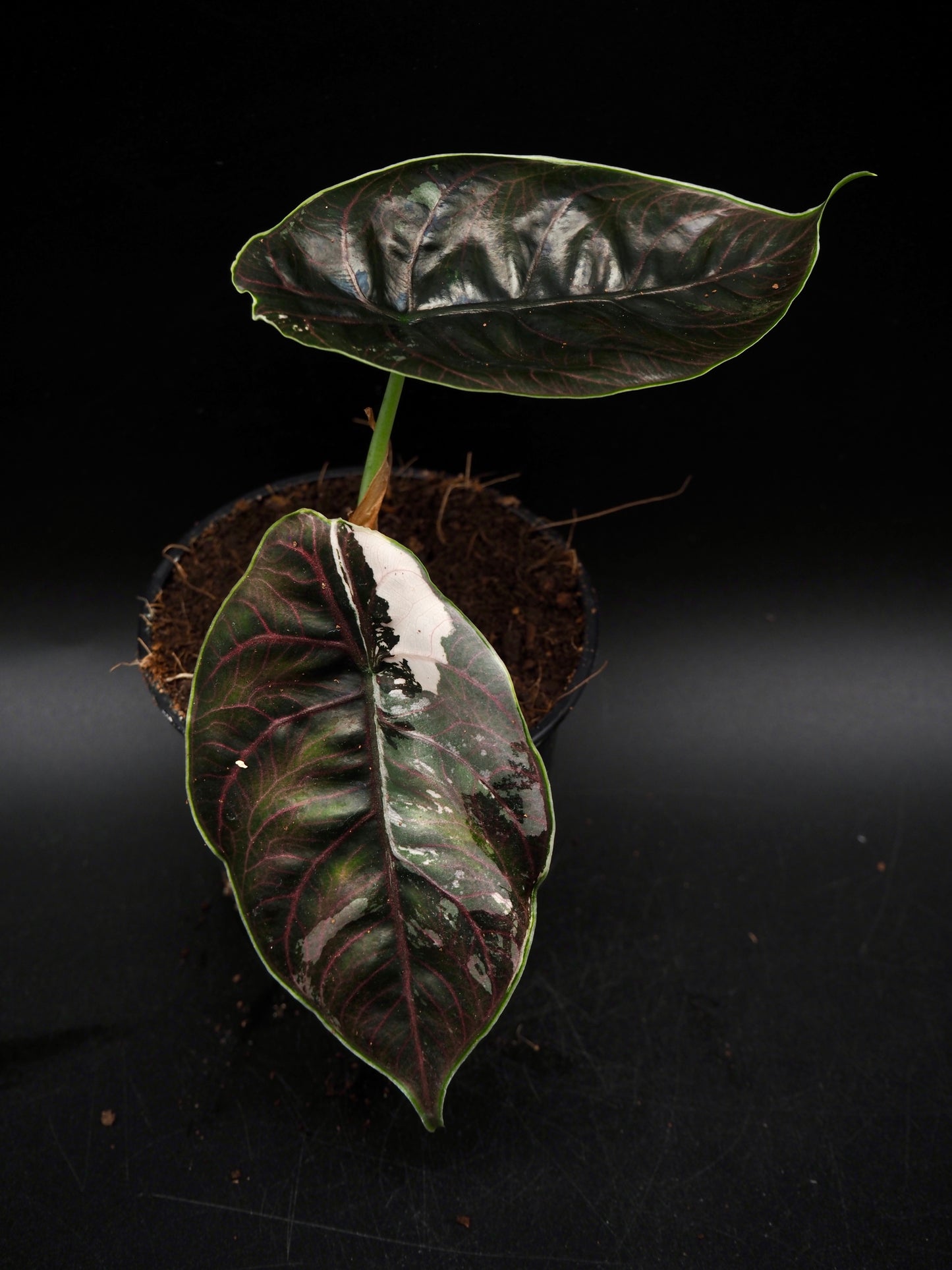 Alocasia Azlanii Pink