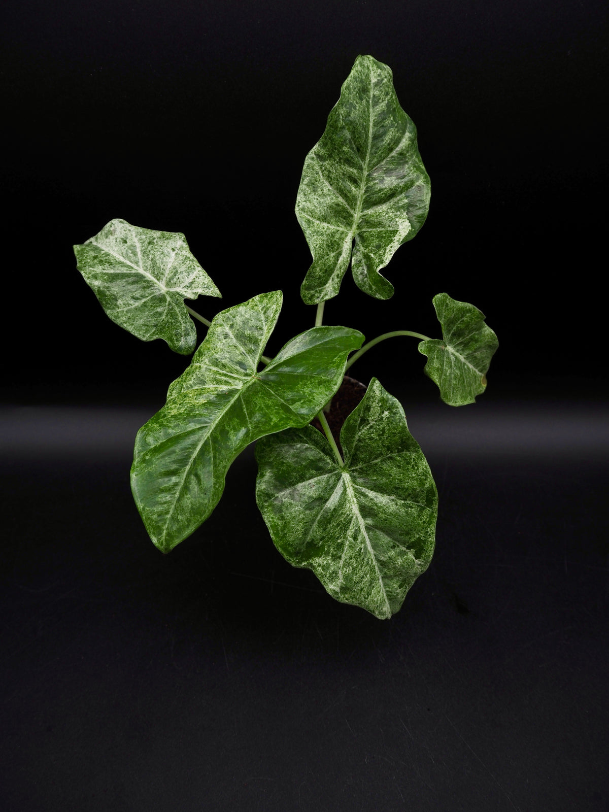 Alocasia Epilithica Marble Variegata