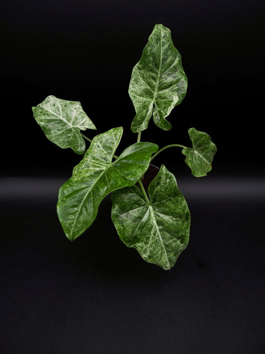 Alocasia Epilithica Marble Variegata