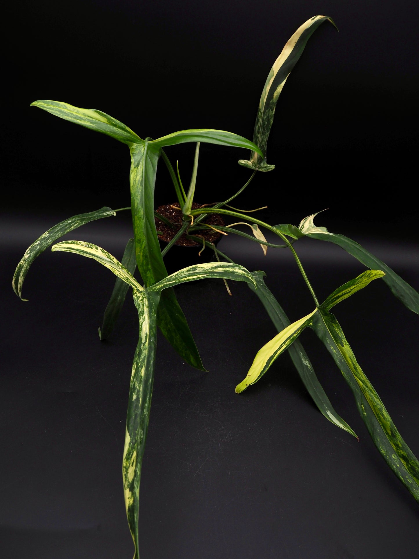 Philodendron Holtonianum Aurea
