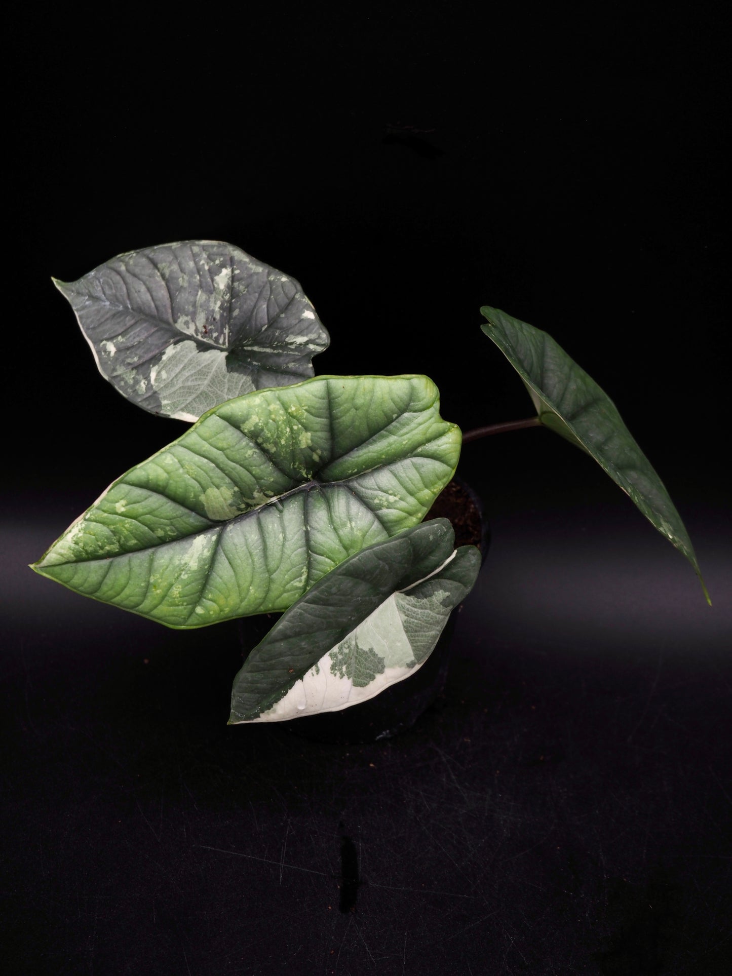 Alocasia Platinum Albo