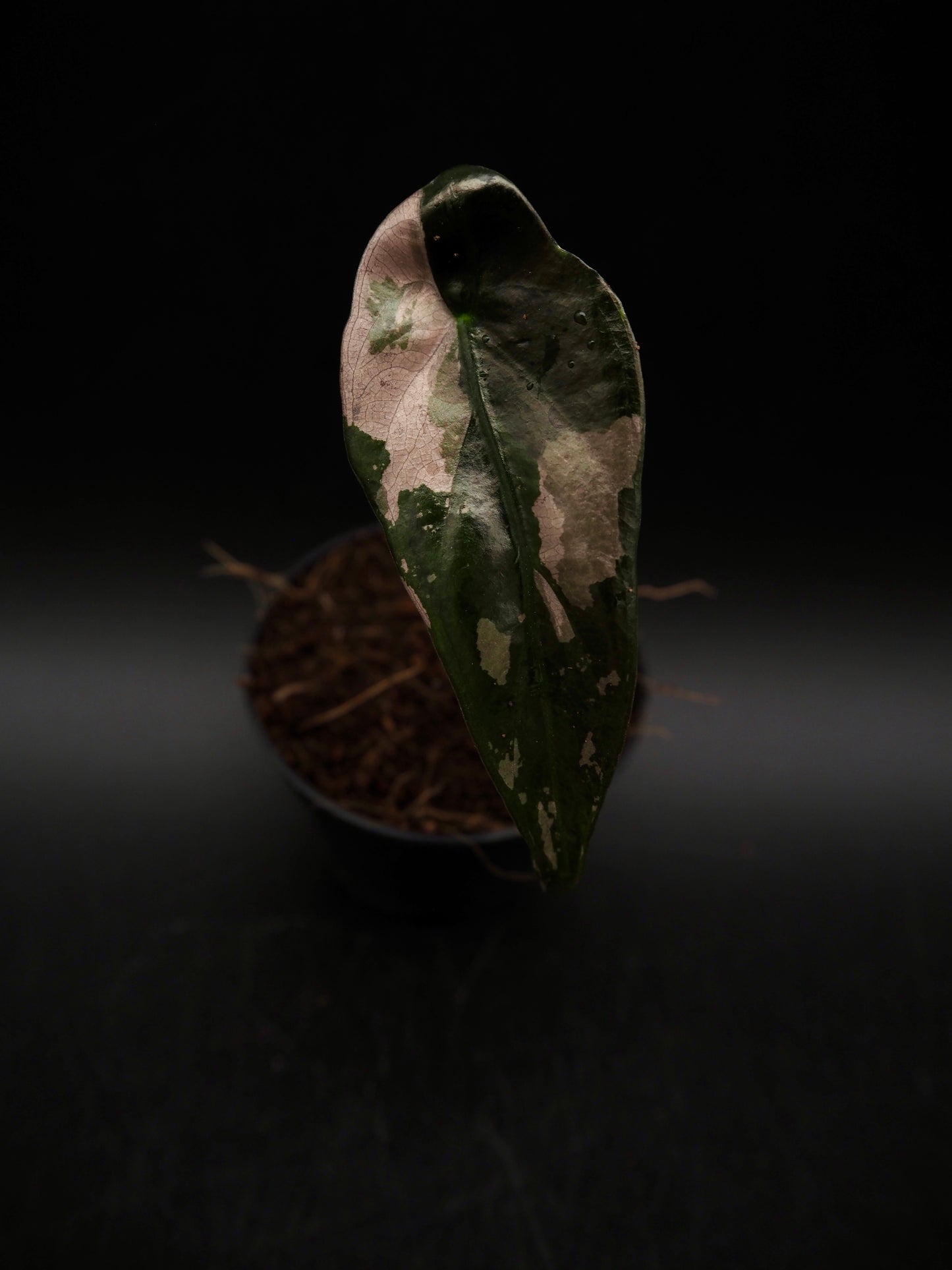 Alocasia Chantrieri Pink Variegata