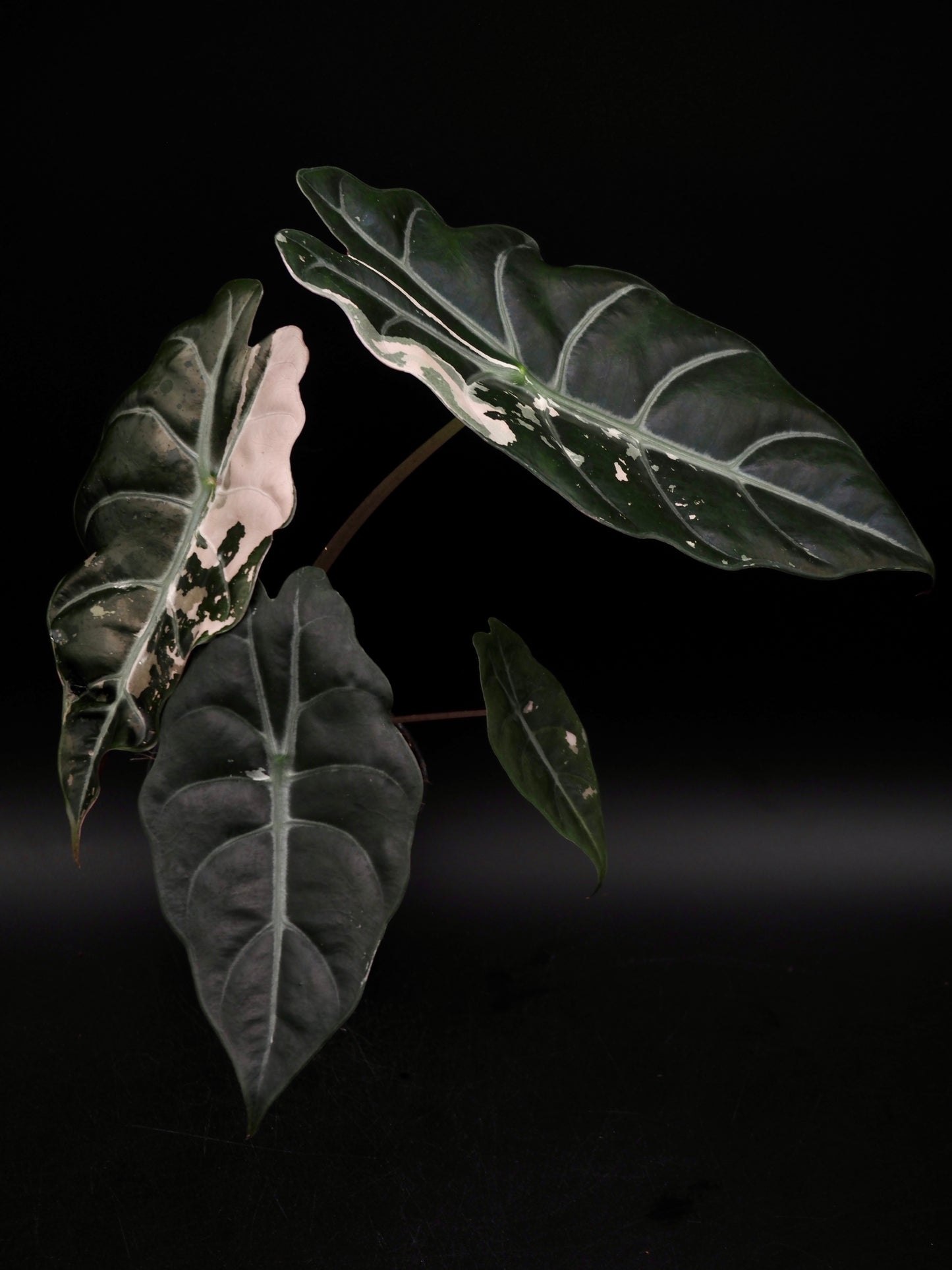 Alocasia Chantrieri Pink