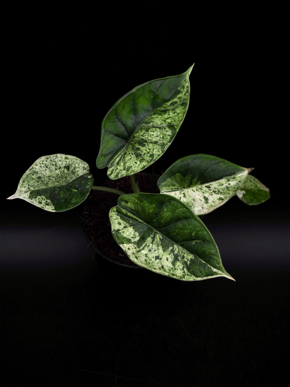 Alocasia Dragon Scale Mint Variegata