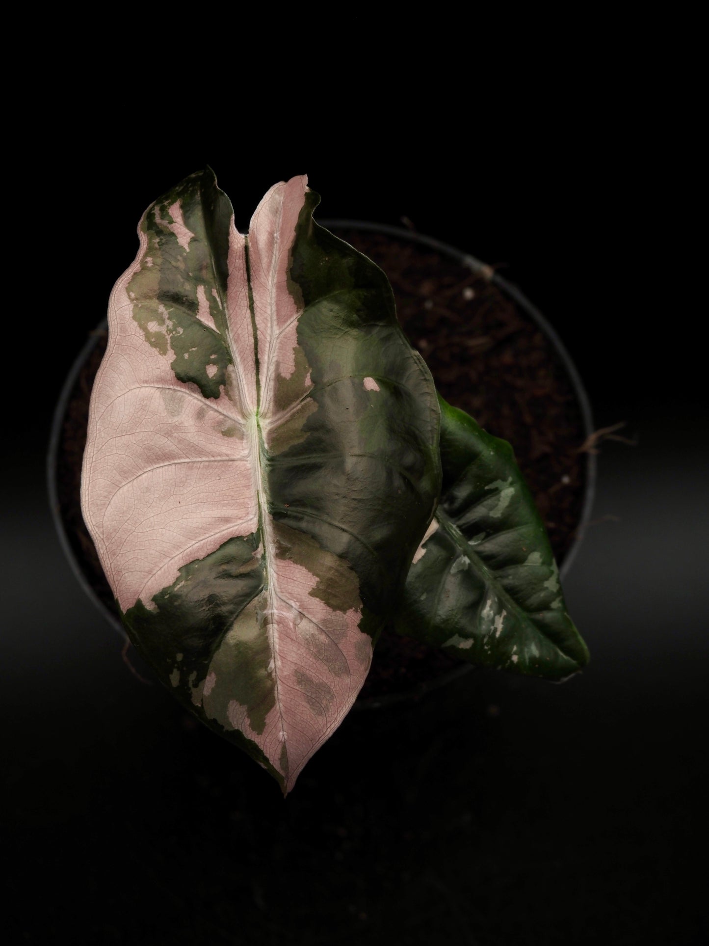 Alocasia Chantrieri Pink