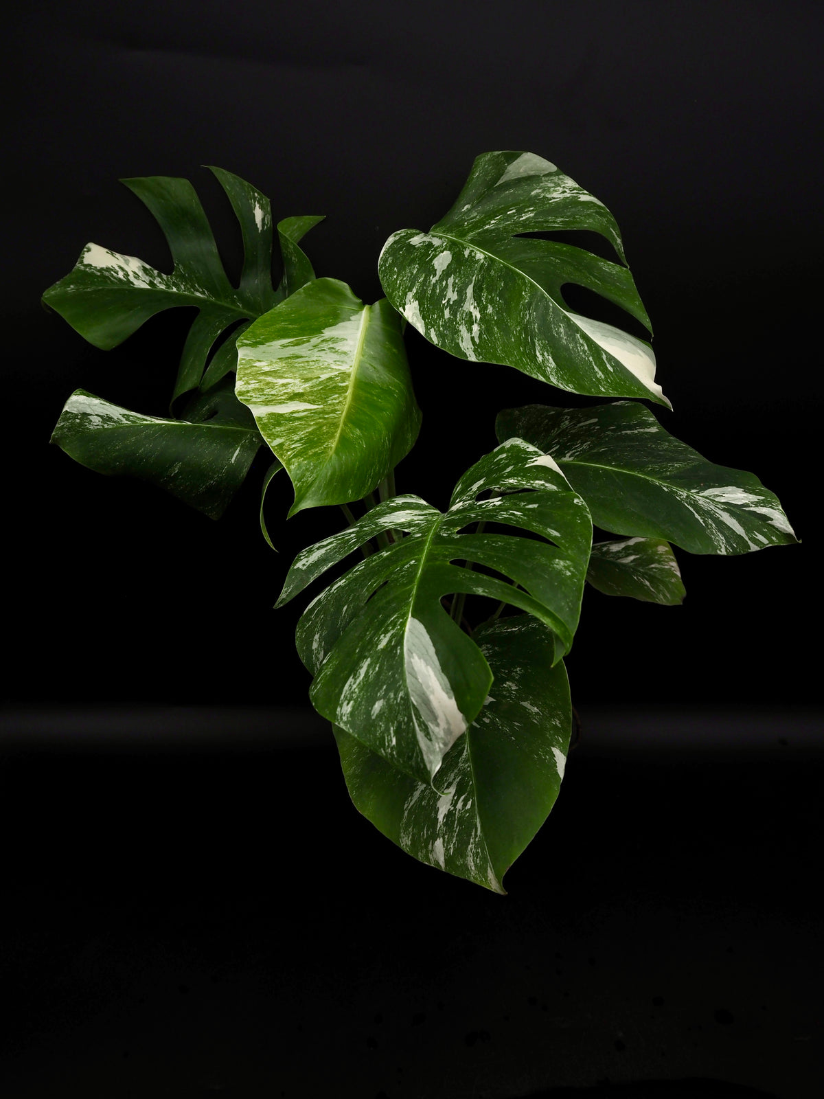 Monstera Borsigiana Albo Variegata