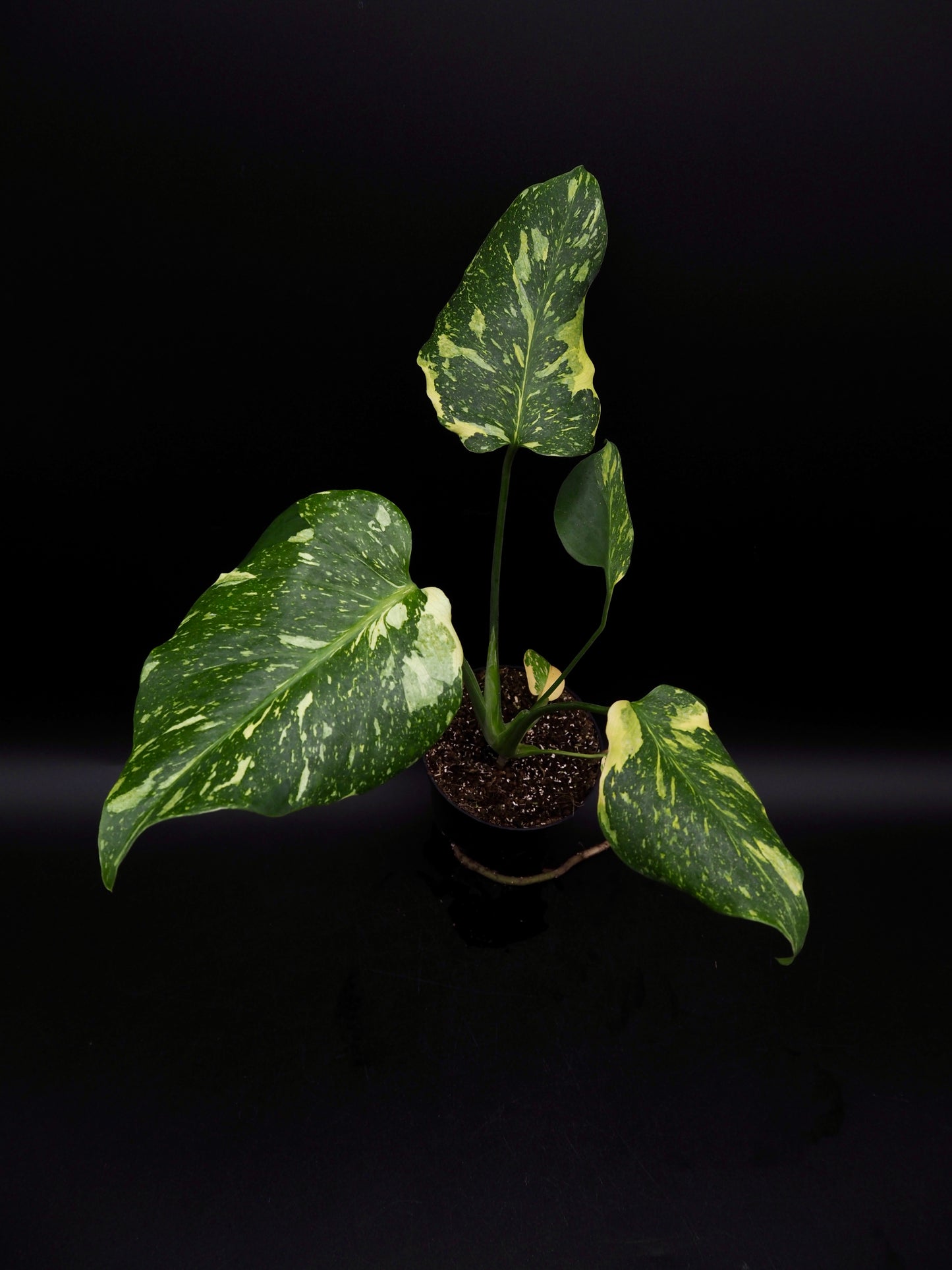 Monstera Deliciosa Electrolyte
