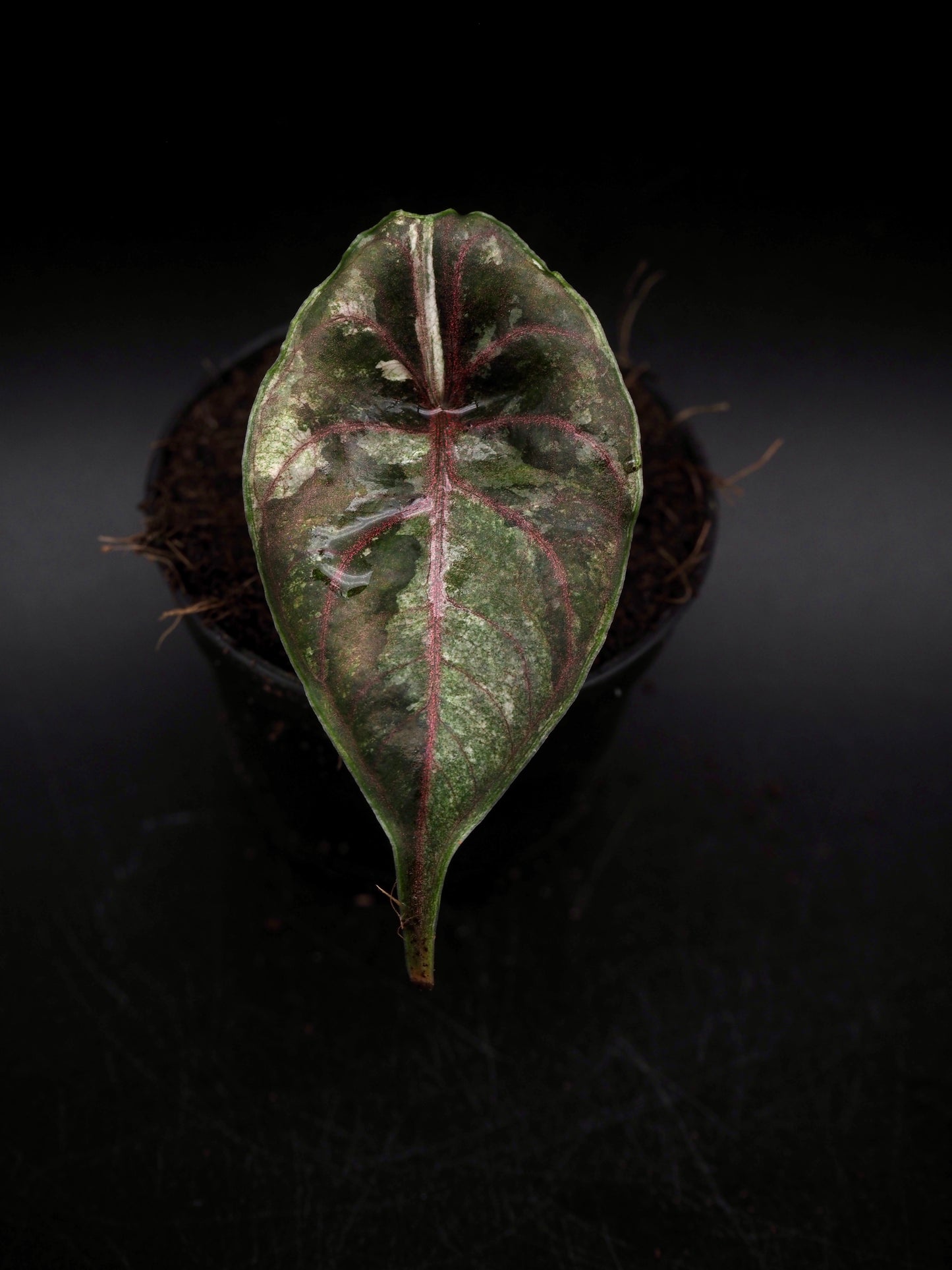 Alocasia Azlanii Pink