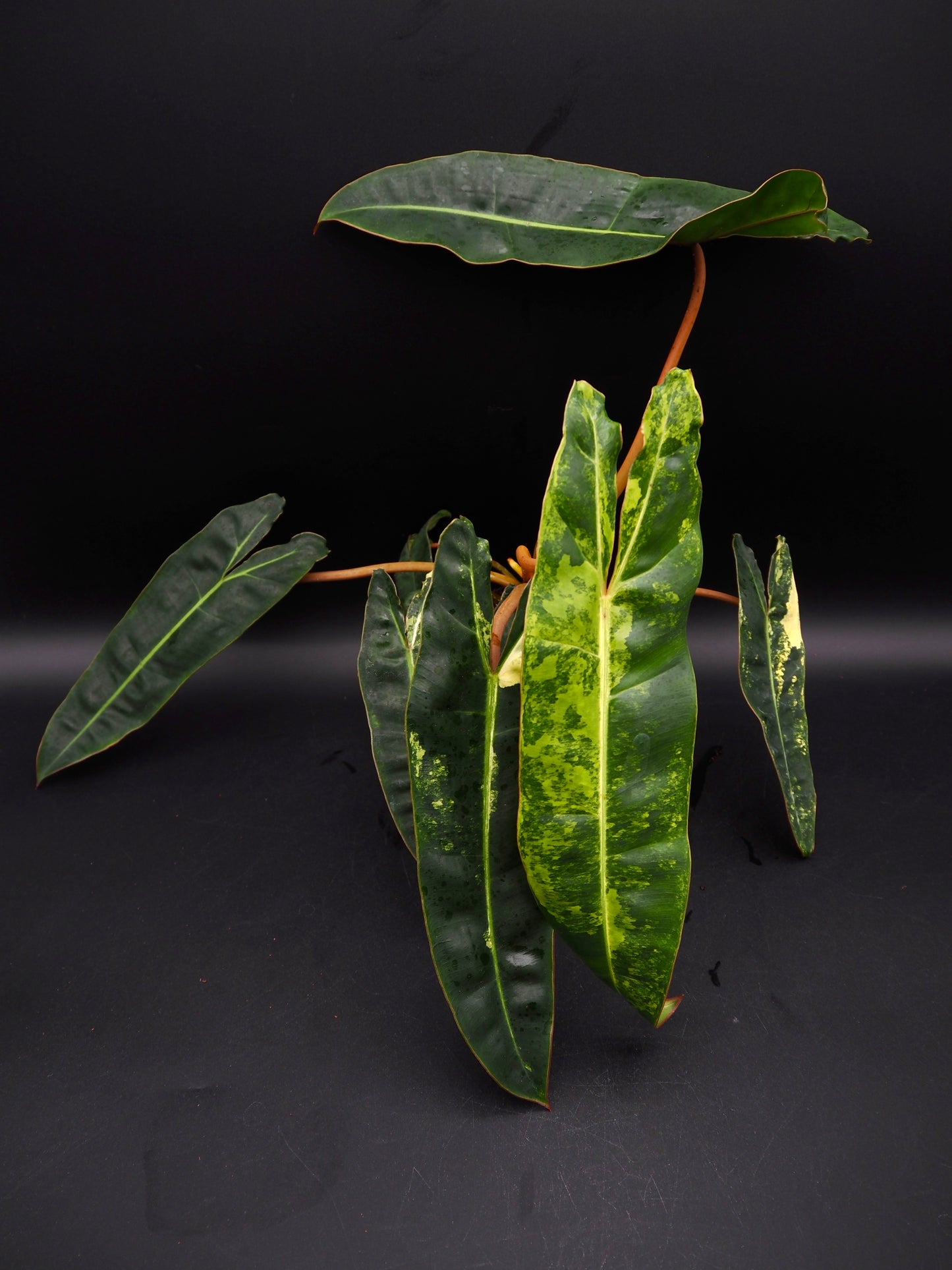Philodendron Billietiae Variegata
