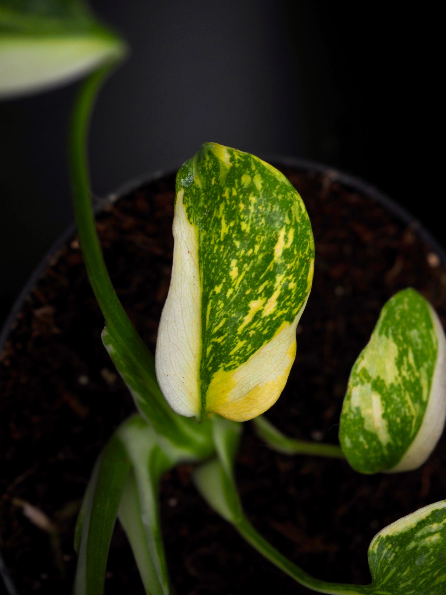 Monstera Golden Lion