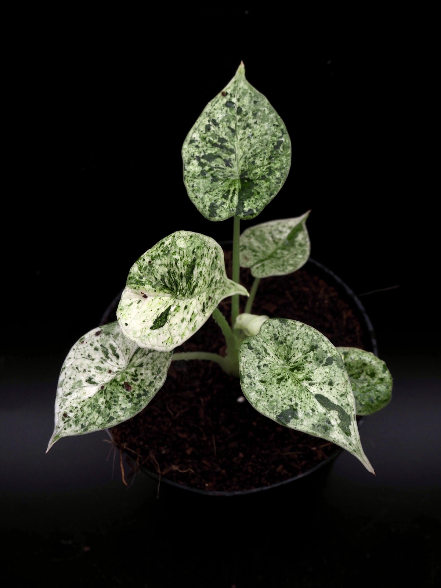 Alocasia Dragon Scale Mint Variegata