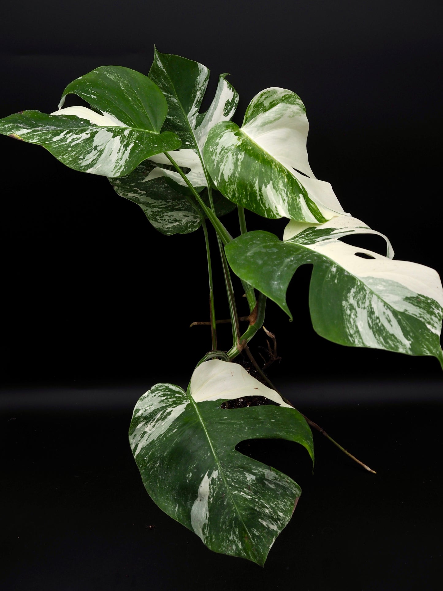 Monstera Borsigiana Albo Variegata