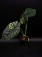 Alocasia Dragon Scale Mint Variegata