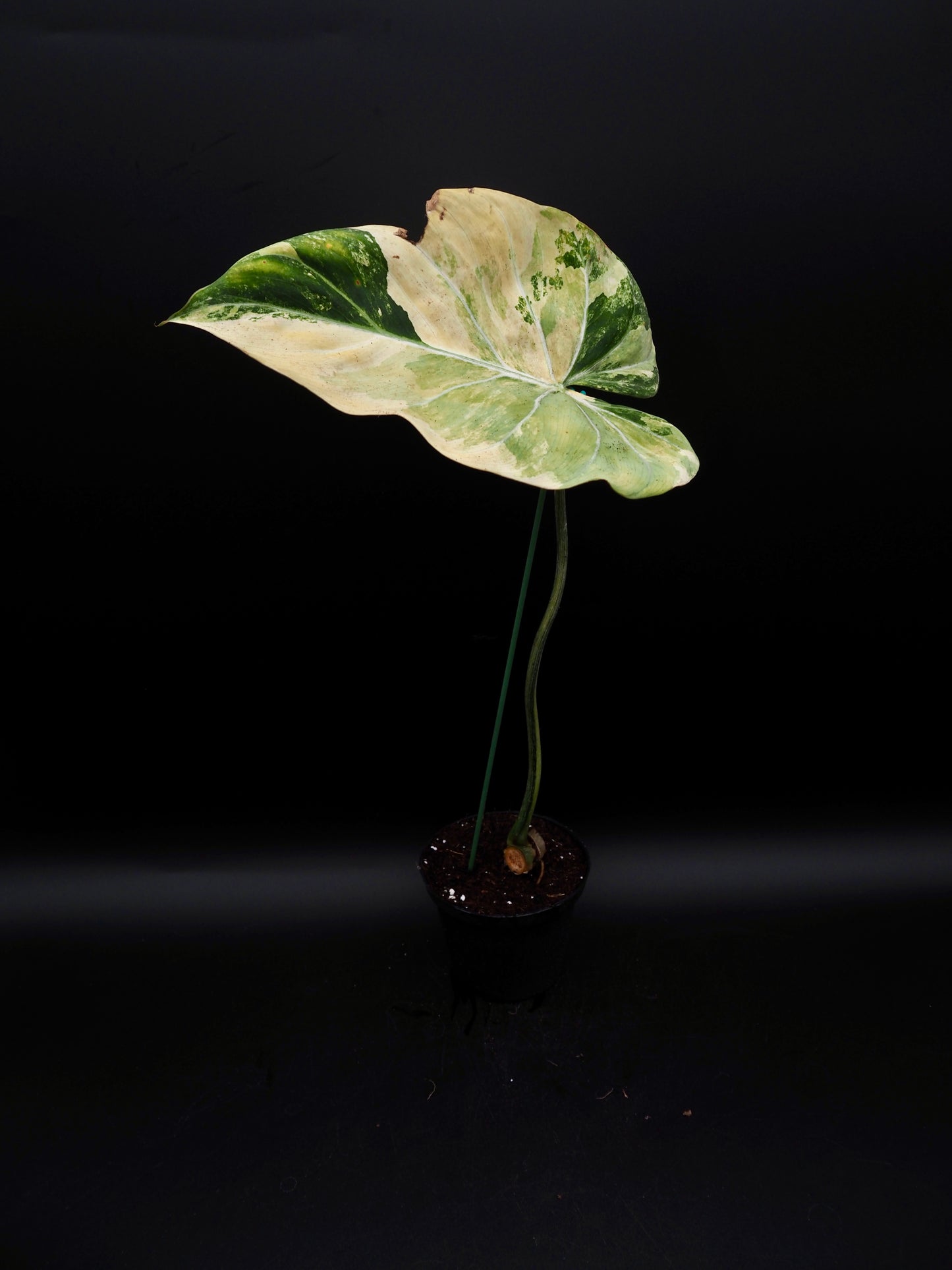 Philodendron Gloriosum Aurea