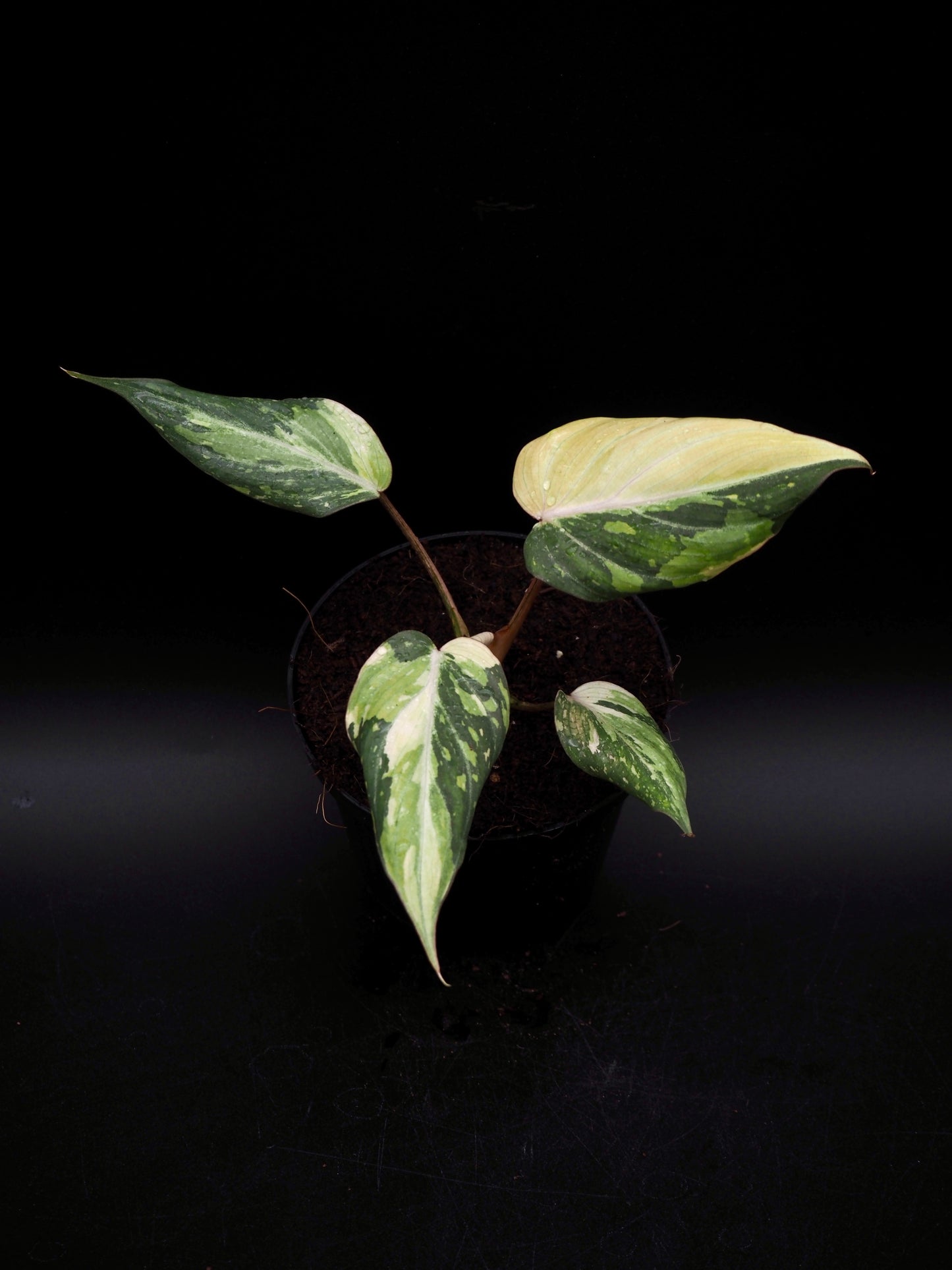 Philodendron Gloriosum Tricolor