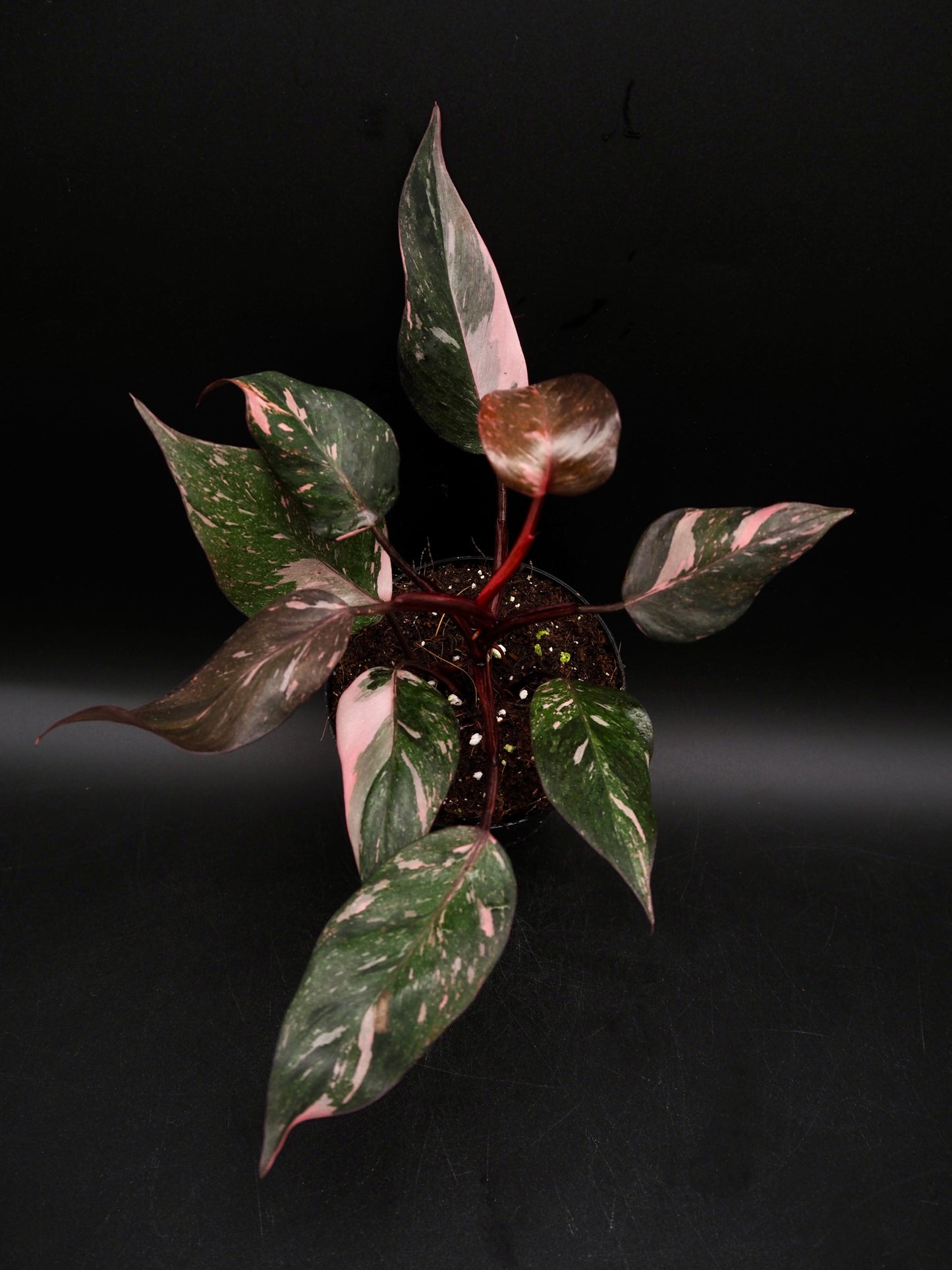 Philodendron Pink Princess Galaxy