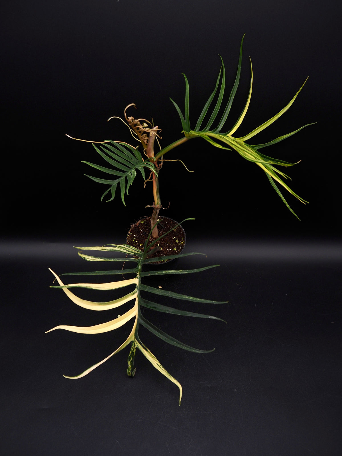 Philodendron Tortum Aurea
