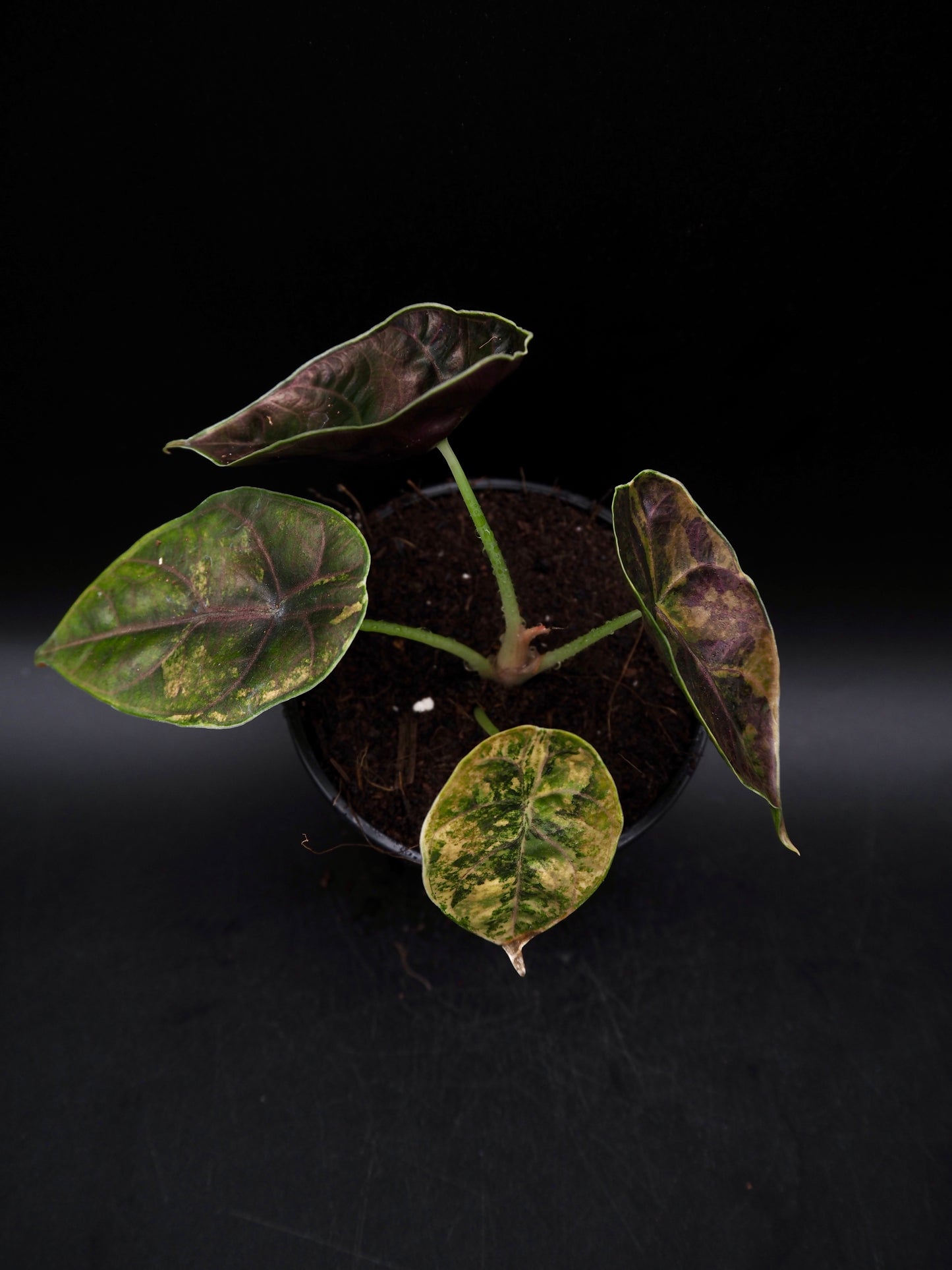 Alocasia Azlanii Aurea