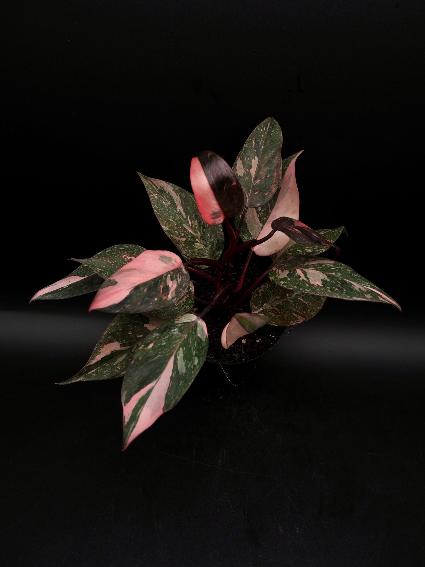 Philodendron Pink Princess Galaxy