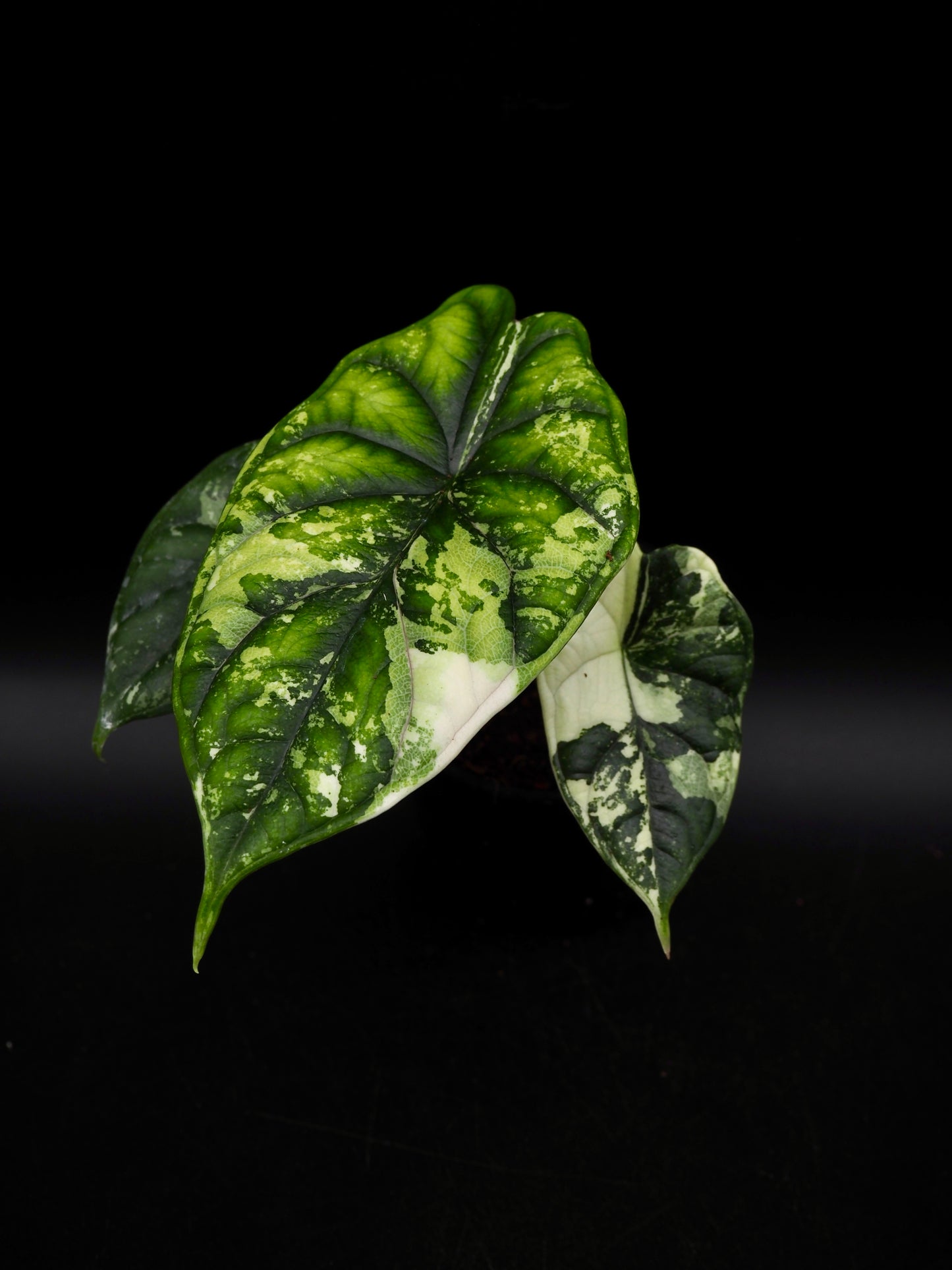 Alocasia Dragon Scale Albo Variegata