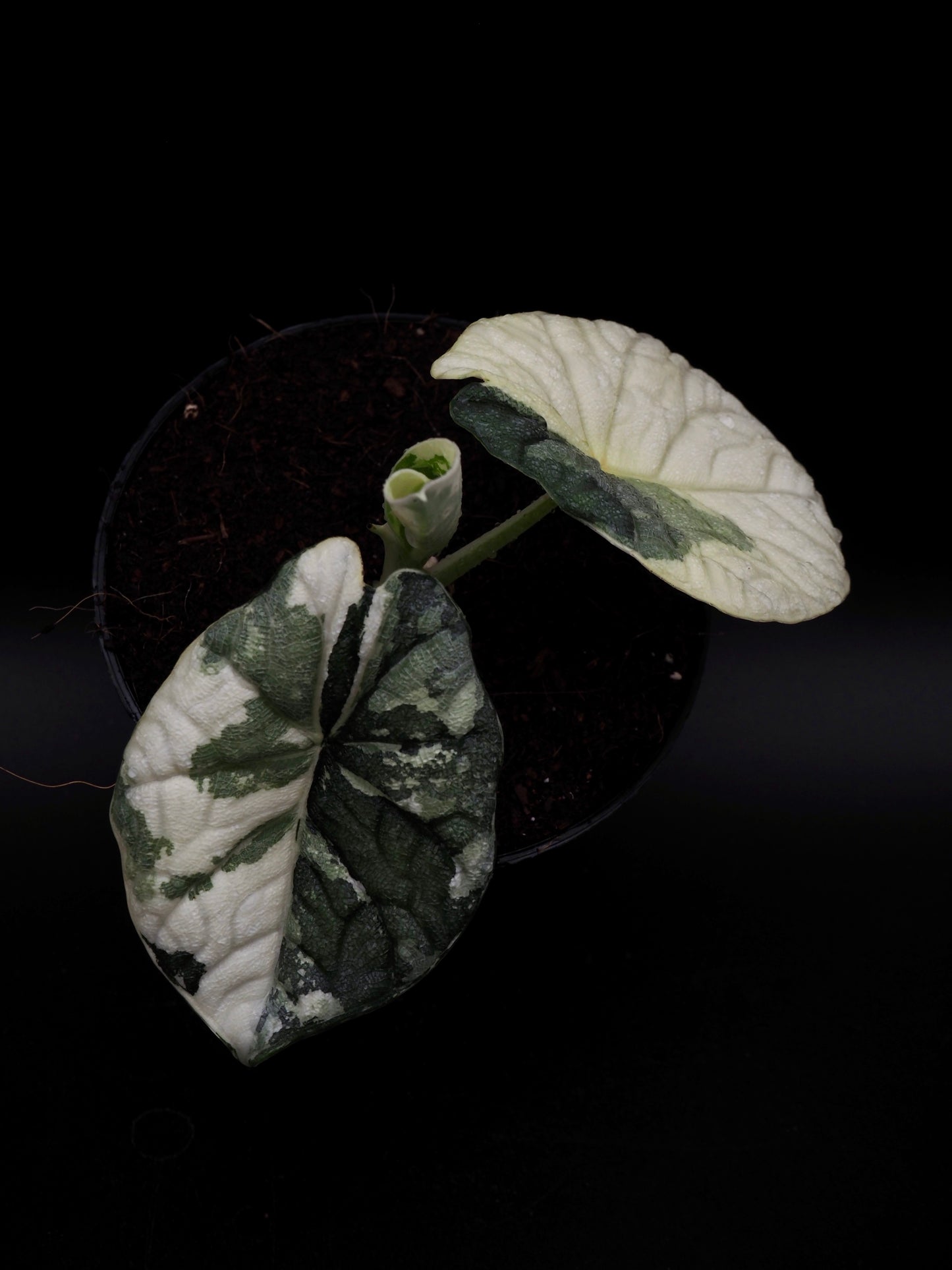 Alocasia Melo Albo