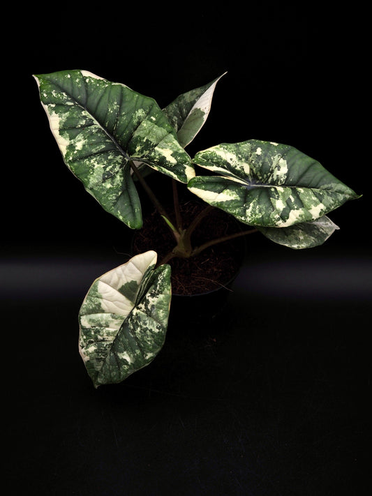 Alocasia Platinum Albo