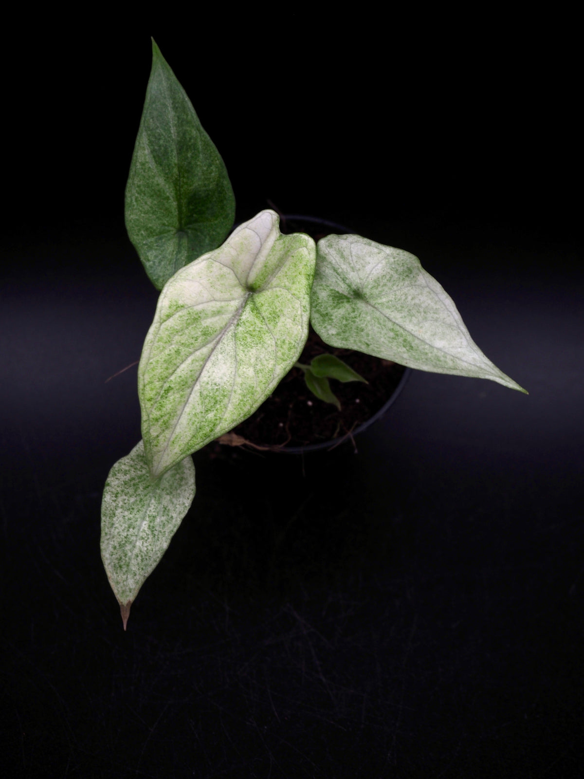 Alocasia Scalprum Mint