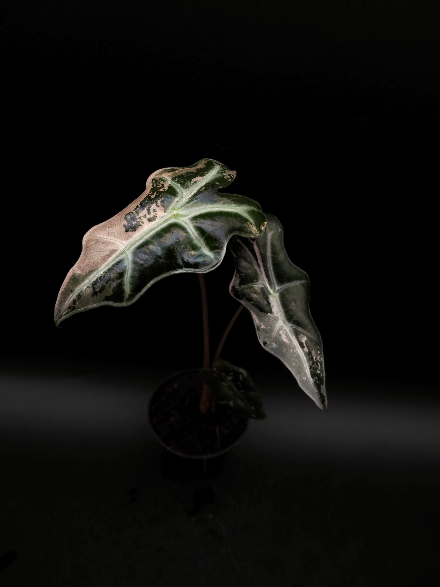 Alocasia Nobilis Pink