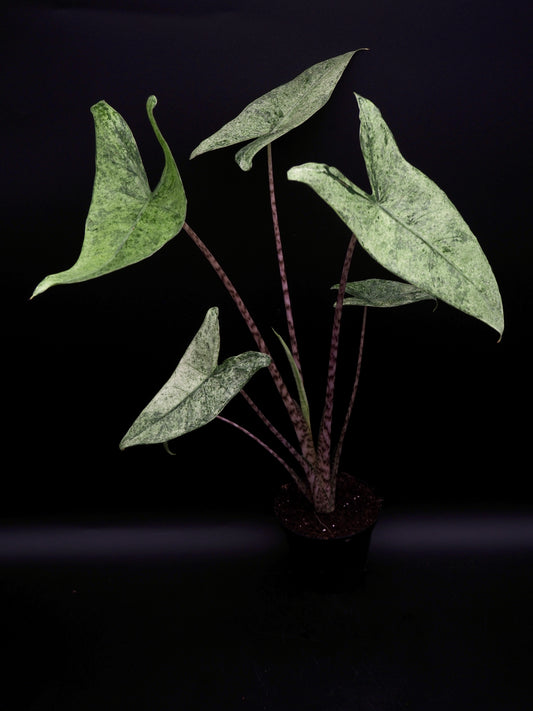 Alocasia Zebrina Mojito Variegata